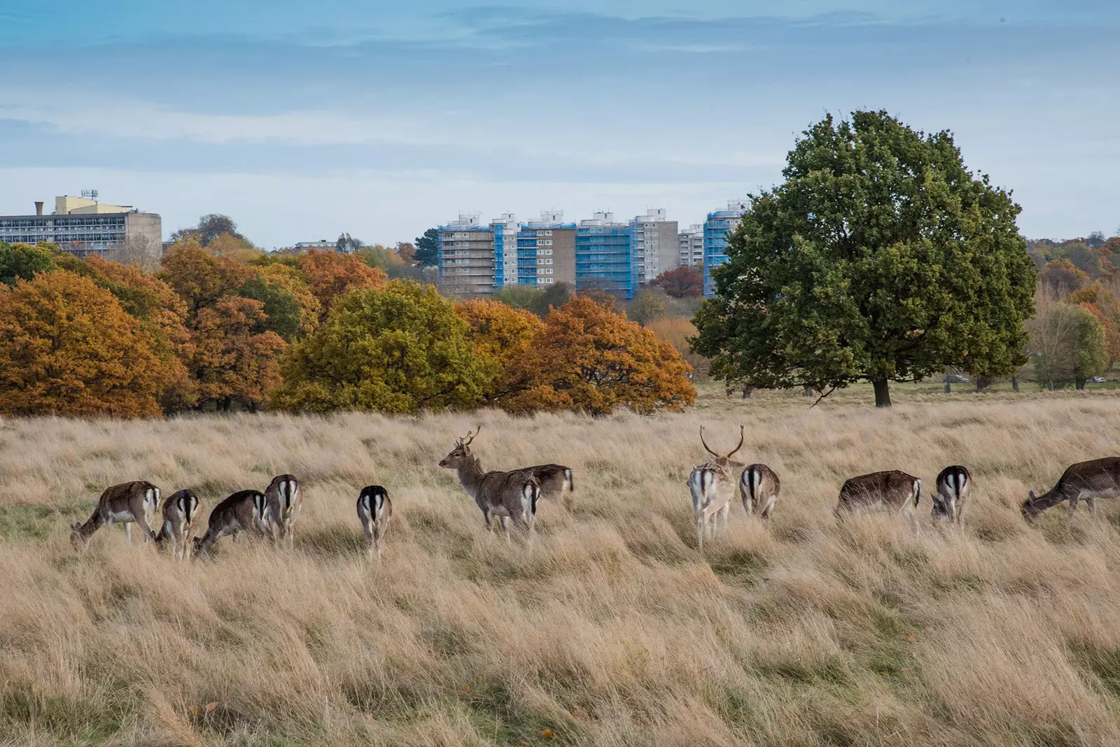 Ελάφια στο Richmond Park του Λονδίνου