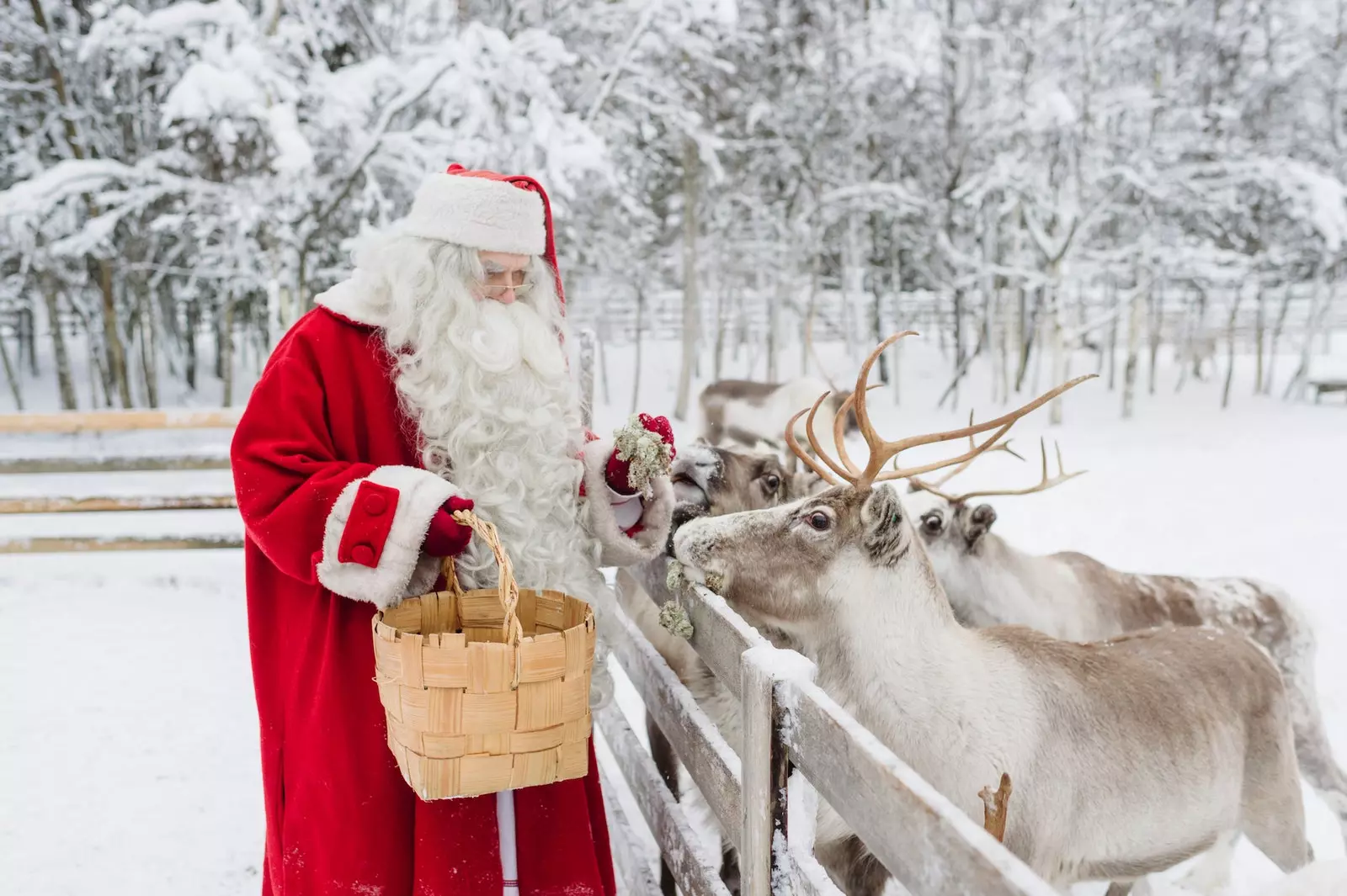 Babbo Natale dà da mangiare alle sue renne