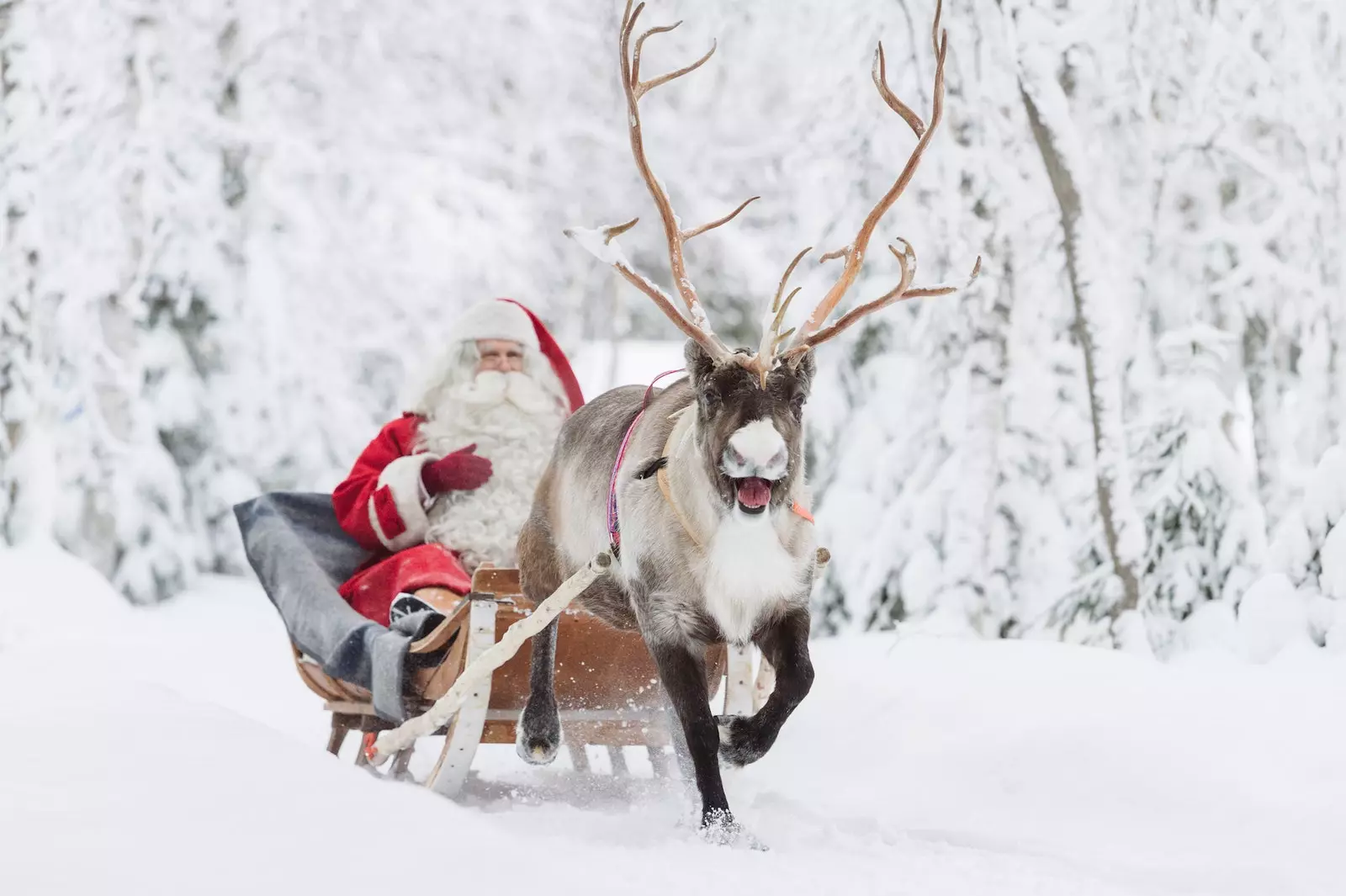 Santa Claus leaves his house to distribute gifts this Christmas