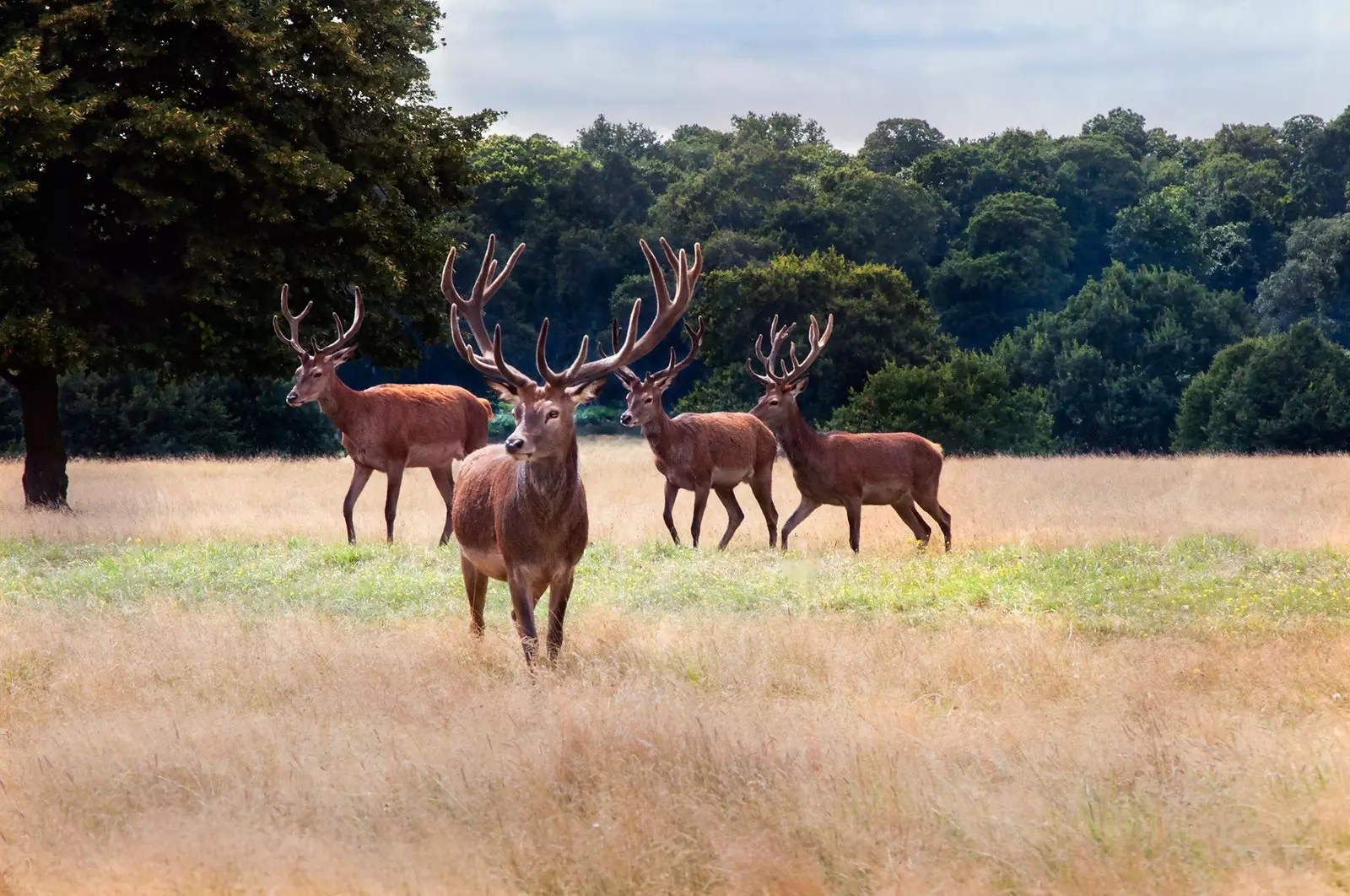 London in six parks to get lost