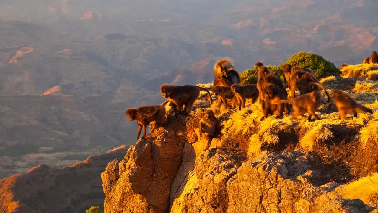 Simien-bjergene, hvor det mest autentiske Etiopien gemmer sig