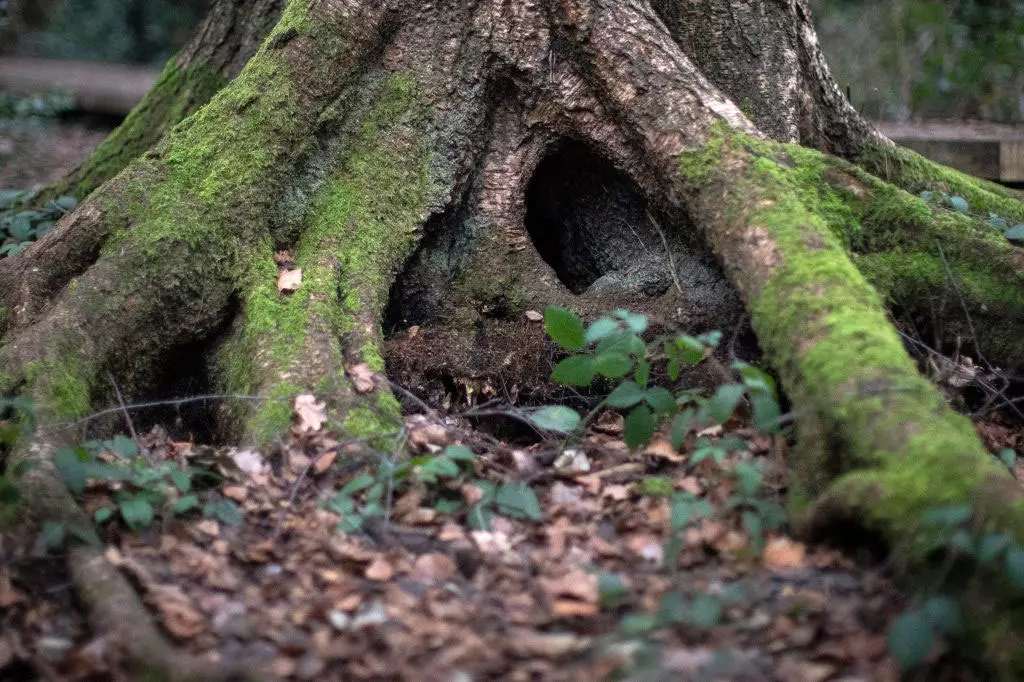 Racines d'un vieil arbre à Moseley Bog à Birmingham où Tolkien a joué dans son enfance.