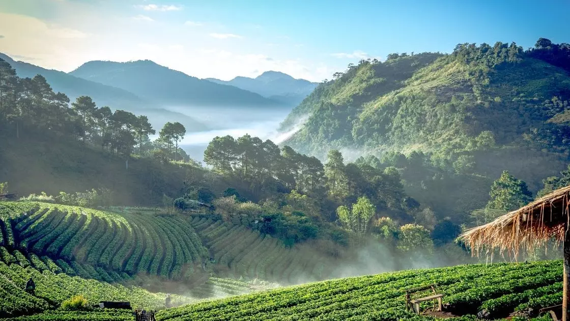 Hướng dẫn Thái Lan với ... Achariyar Rojanapirom