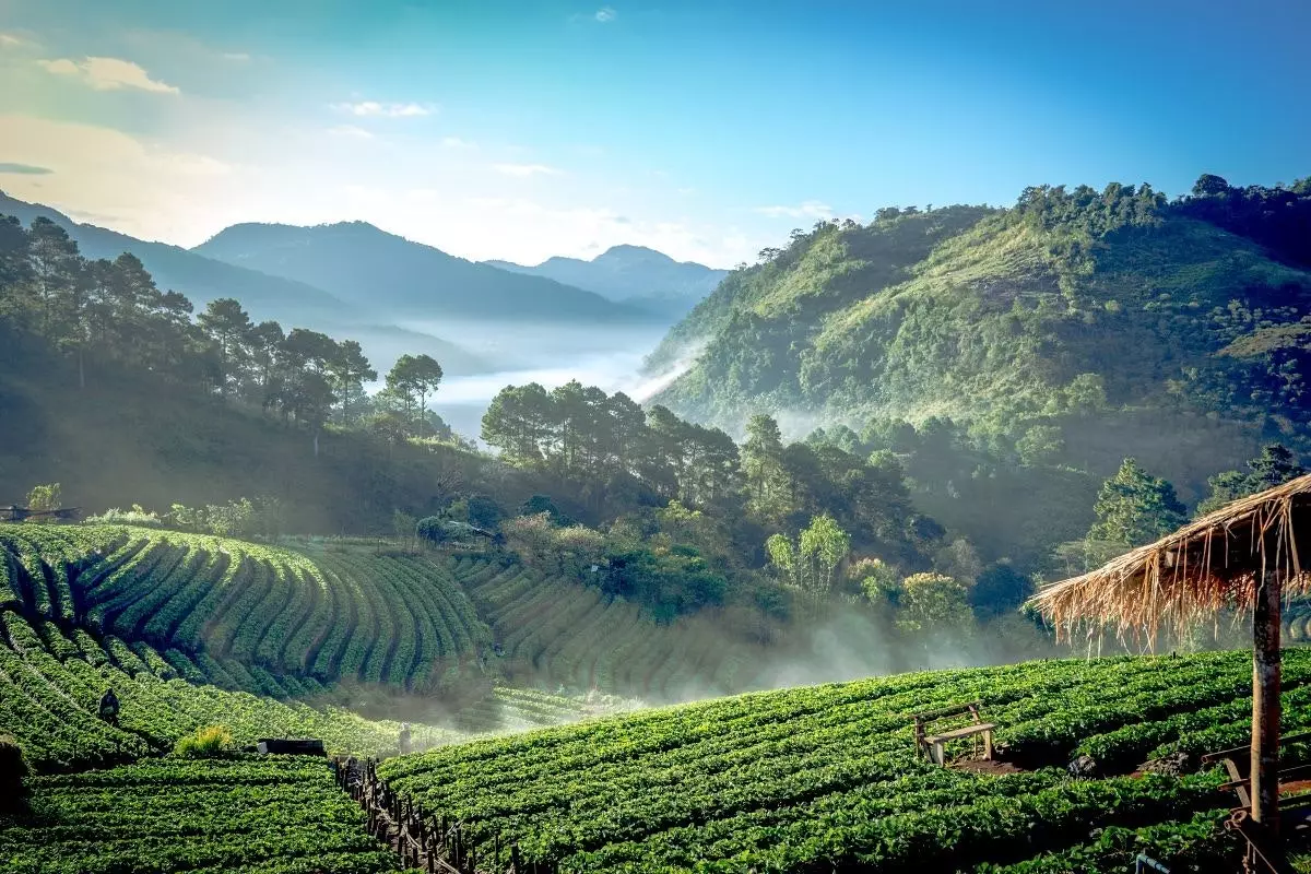 Chiangmai Téalainn.