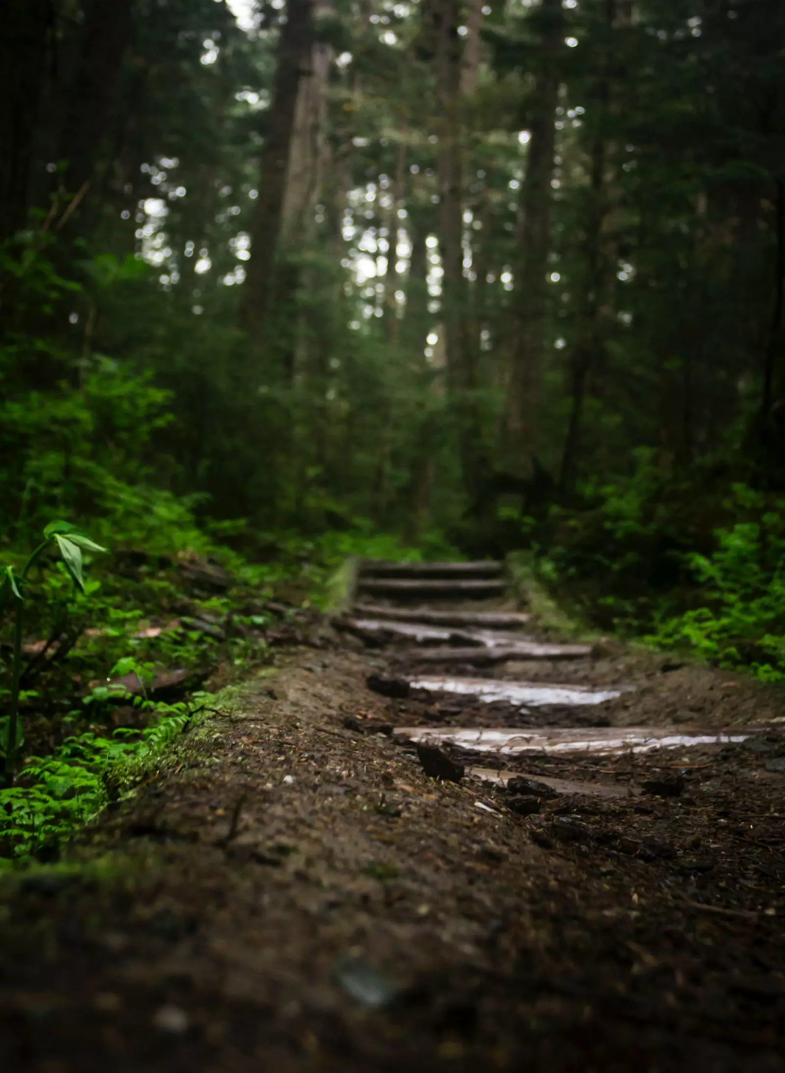 Come praticare un bagno nella foresta