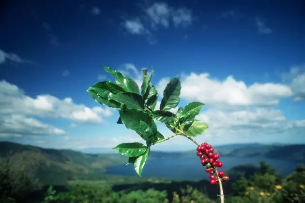 Each bush produces about 1 kg of clean coffee per year.