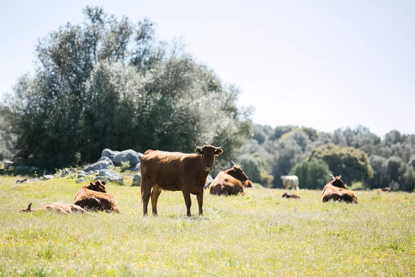 I vicini di Barrocal