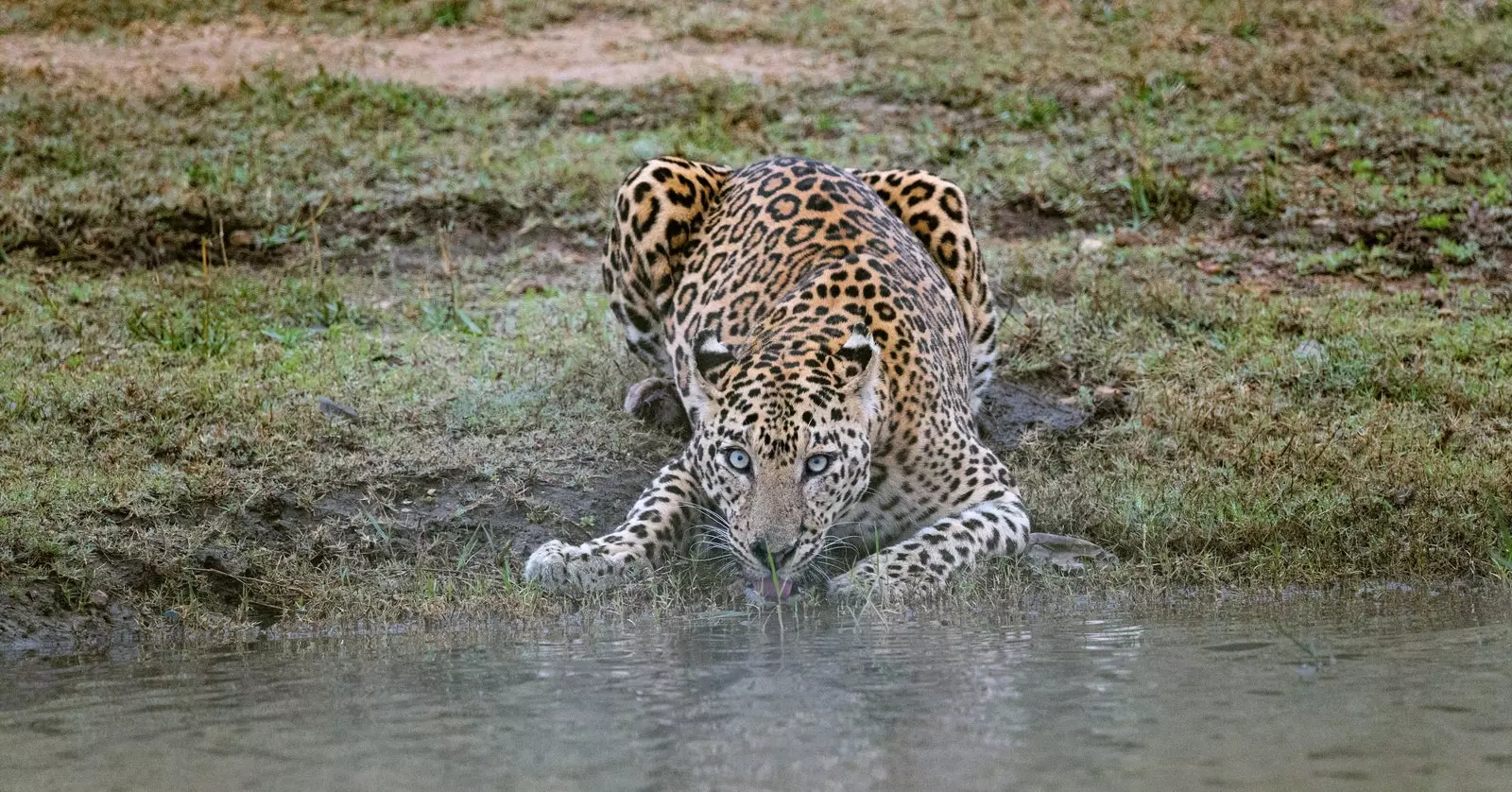 Egy leopárd ivóvizet Kabini Karnatakában