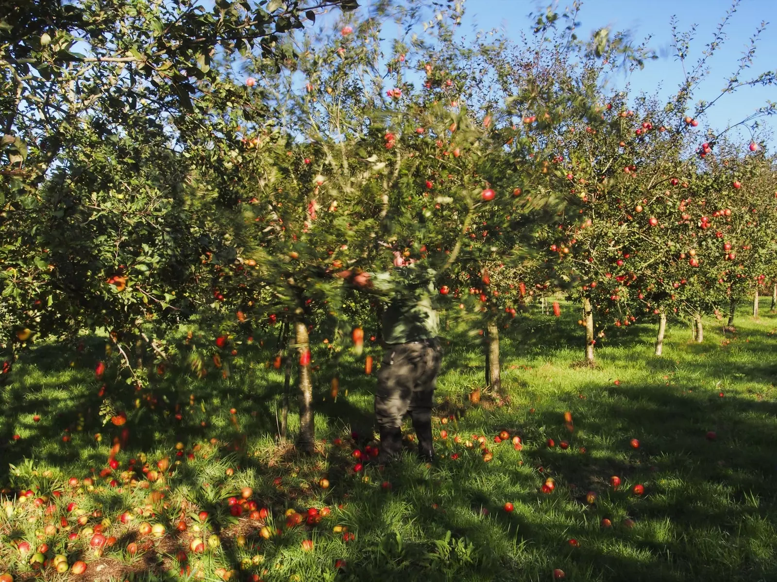 Récolte des pommes dans la région du cidre des Asturies.