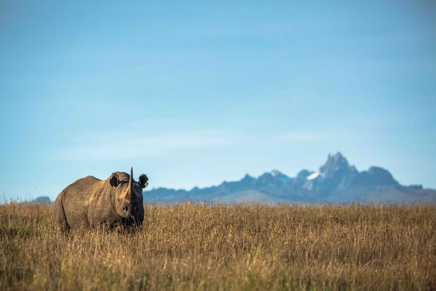 Rhino në rezervatin natyror Borana në Kenia