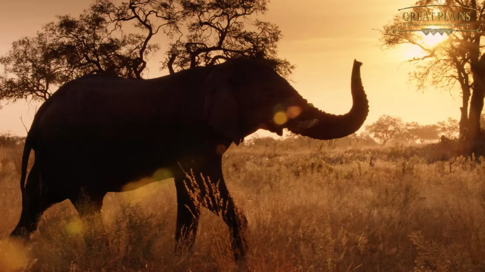 Elefant Great Plains Conservation Kenya