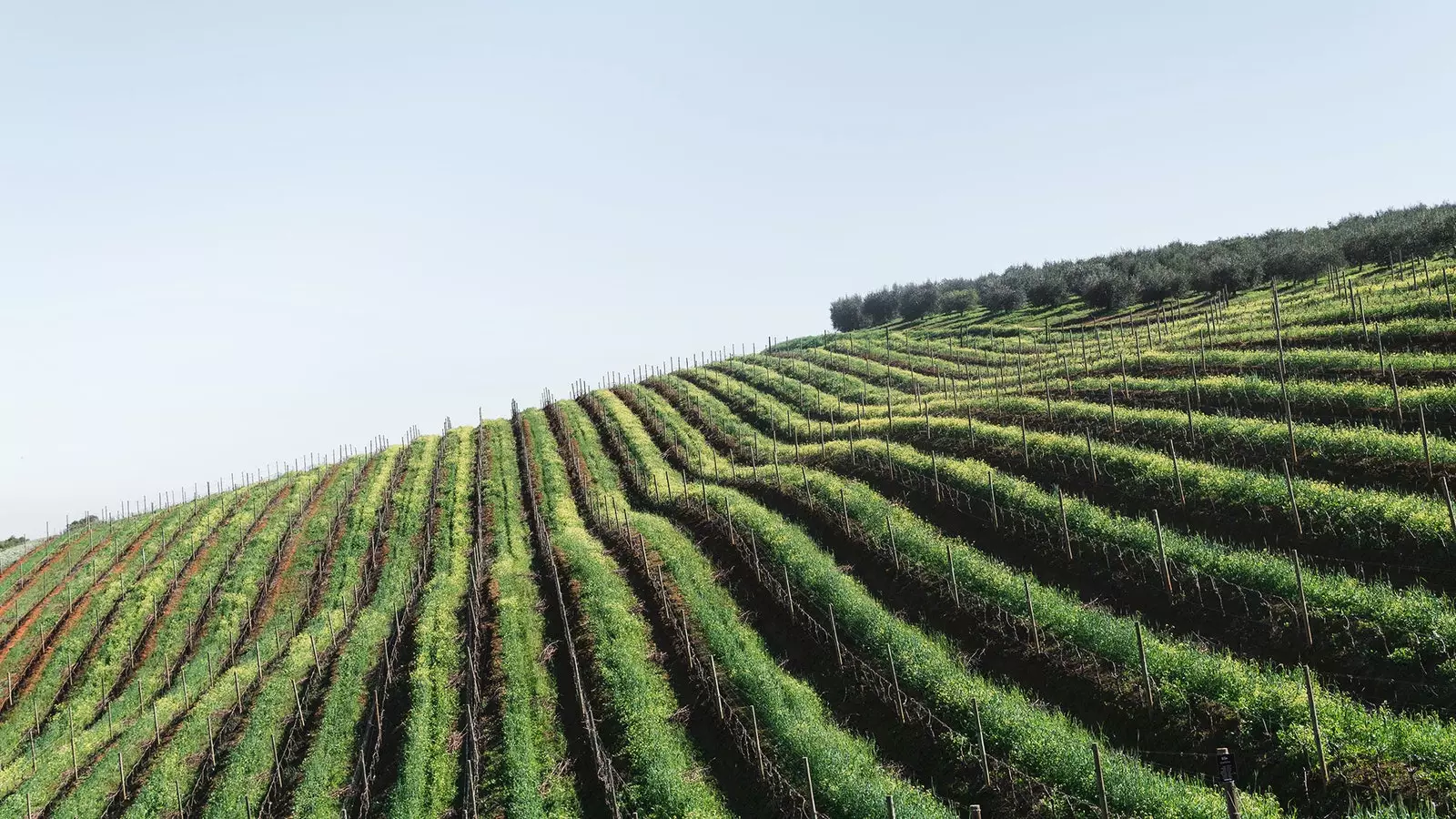 Tetapi betapa indahnya melihat ladang anggur ini