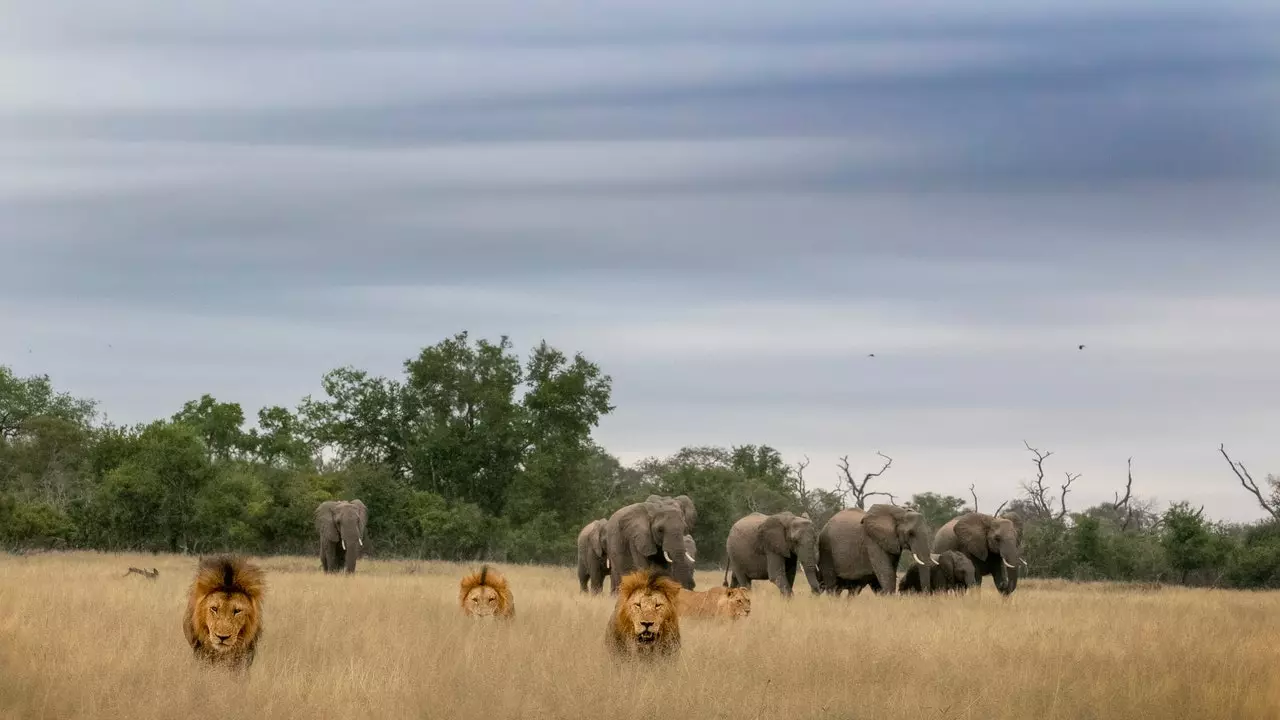 Kruger National Park און Greater Kruger, די גרין דזשולז פון דרום אפריקע