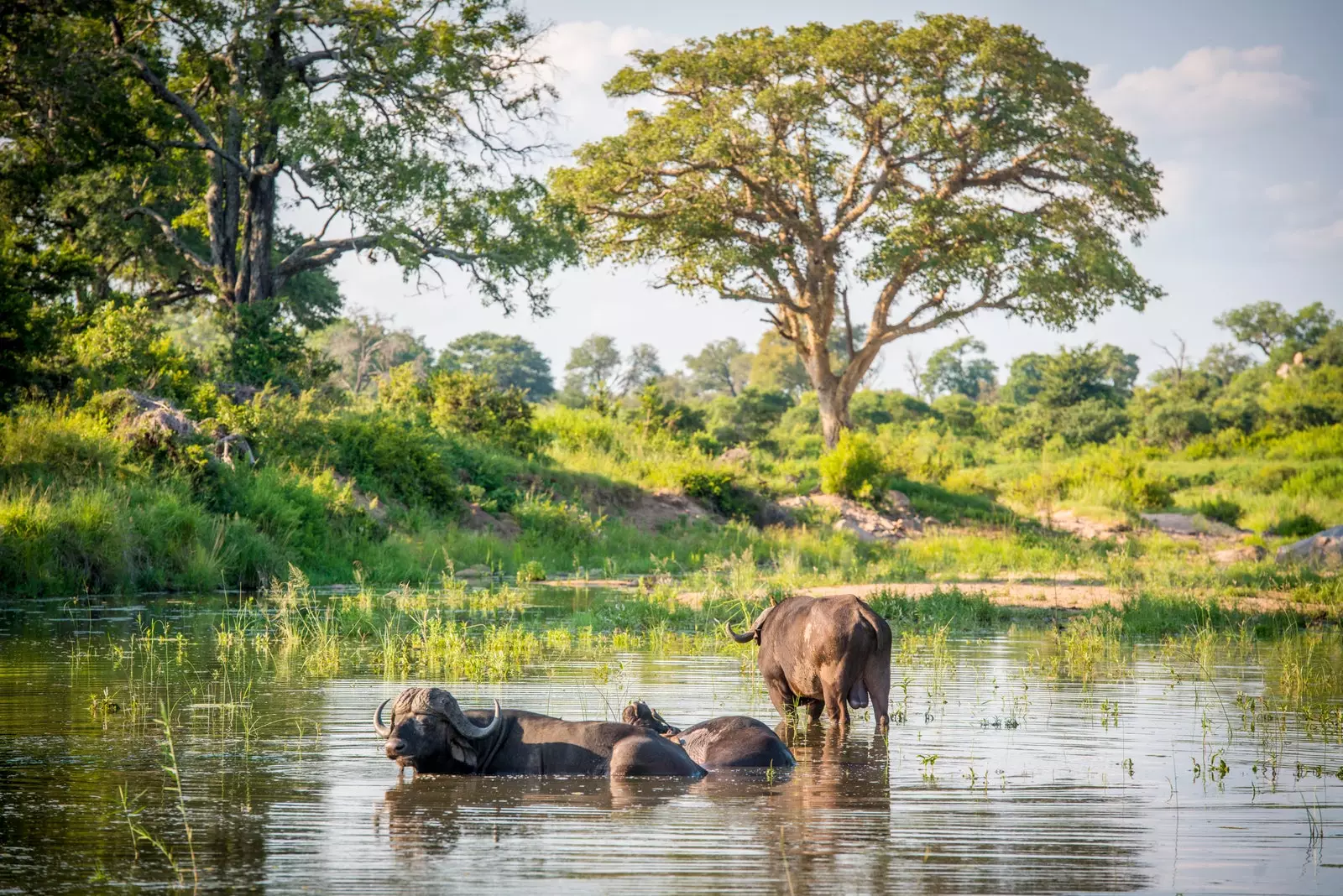 Buffalo pool.