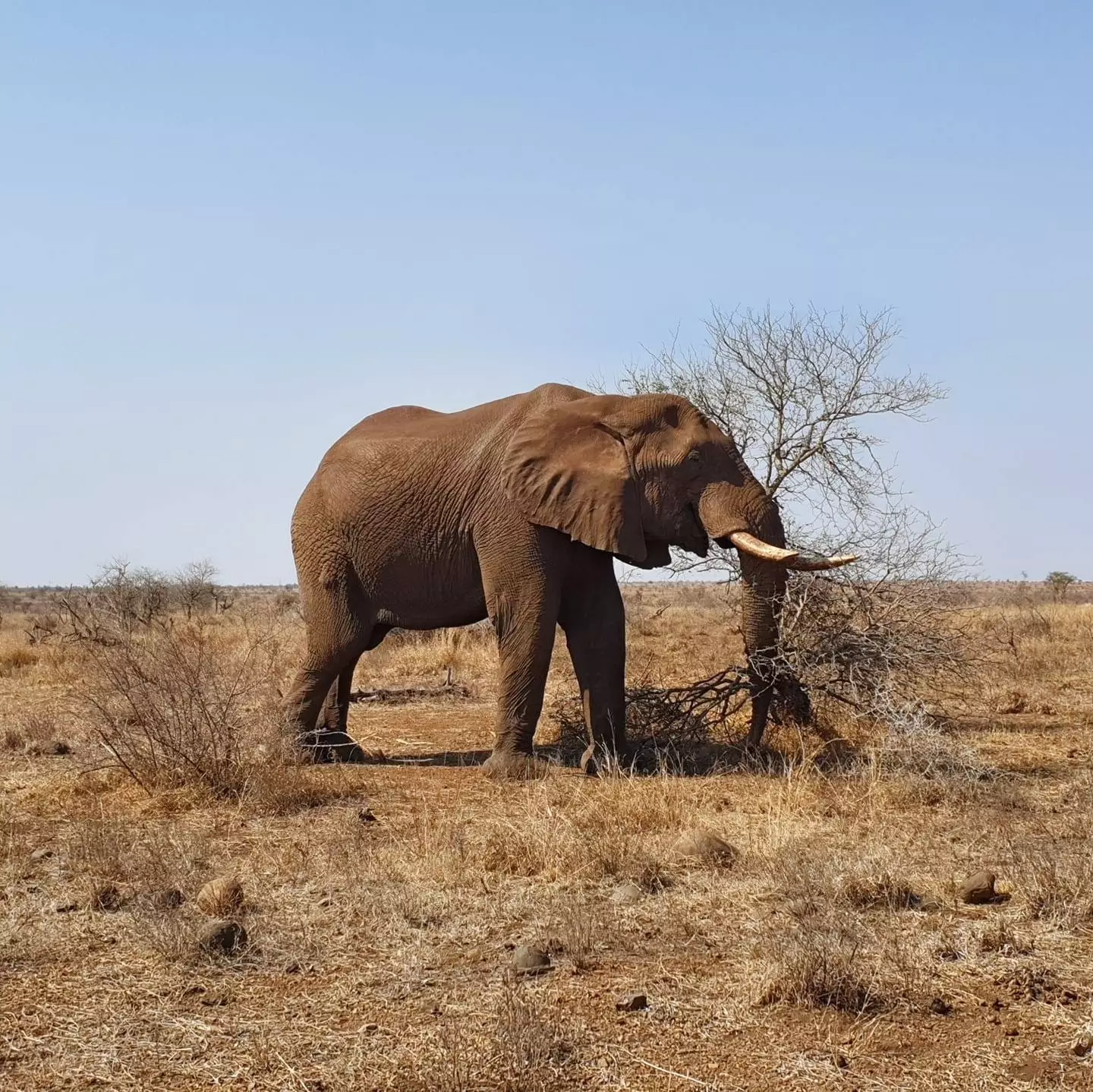 L'elefant és un dels membres del Big Five.