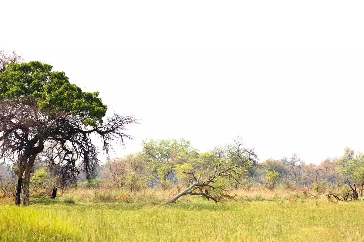 Linh dương ở đồng bằng sông Okavango