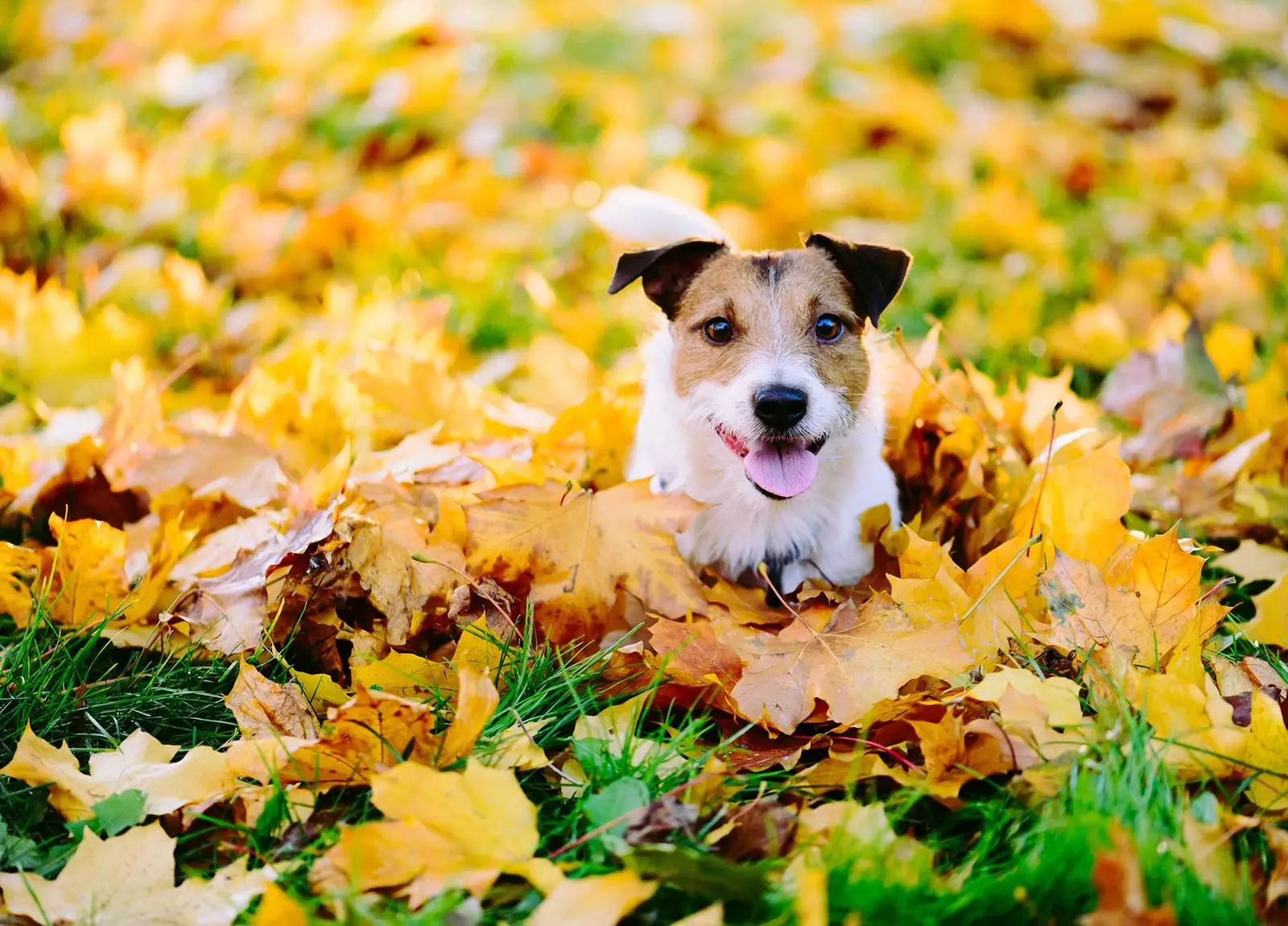 gelukkige honden gelukkige dagen