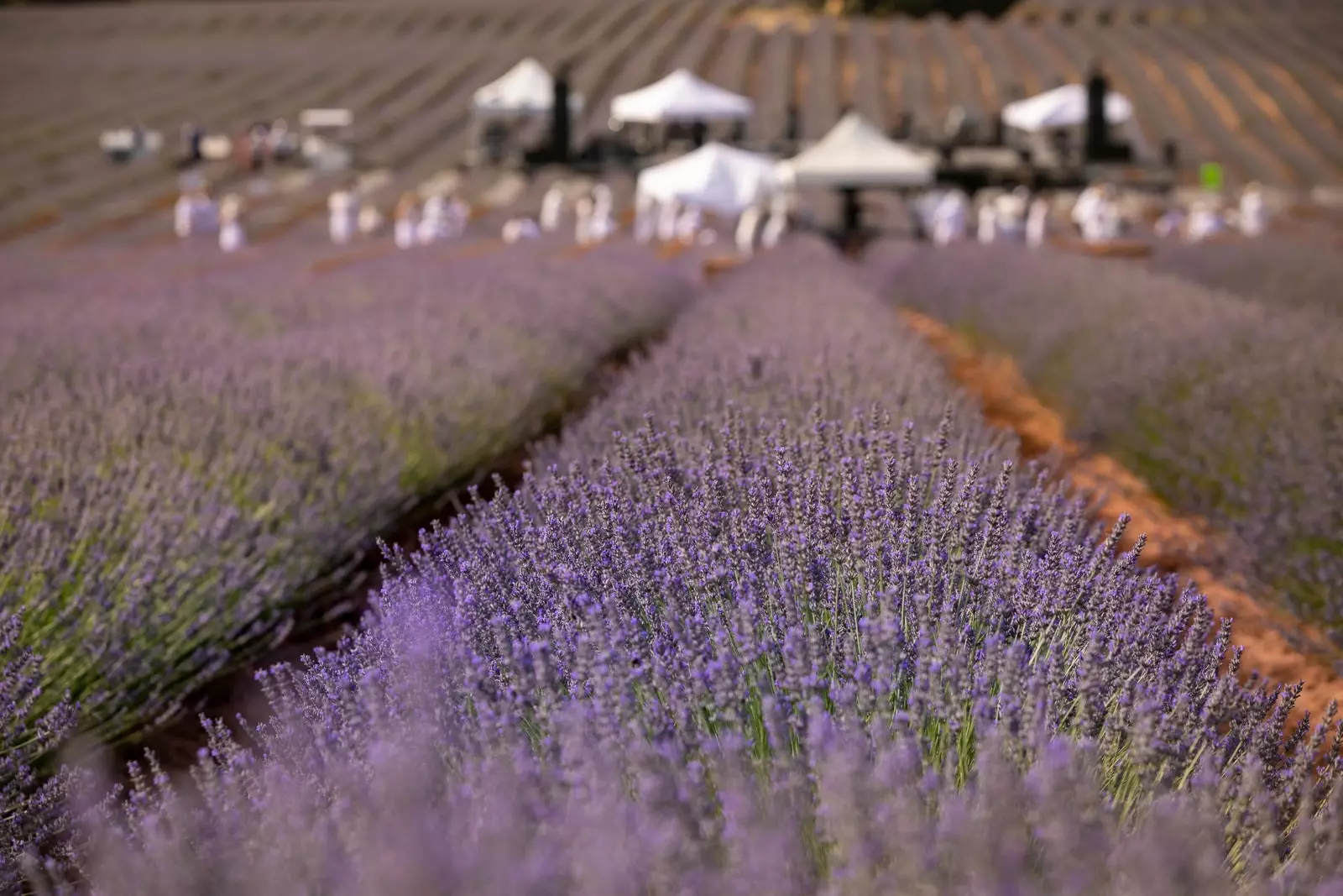 Brihuega lavanda tarlaları.