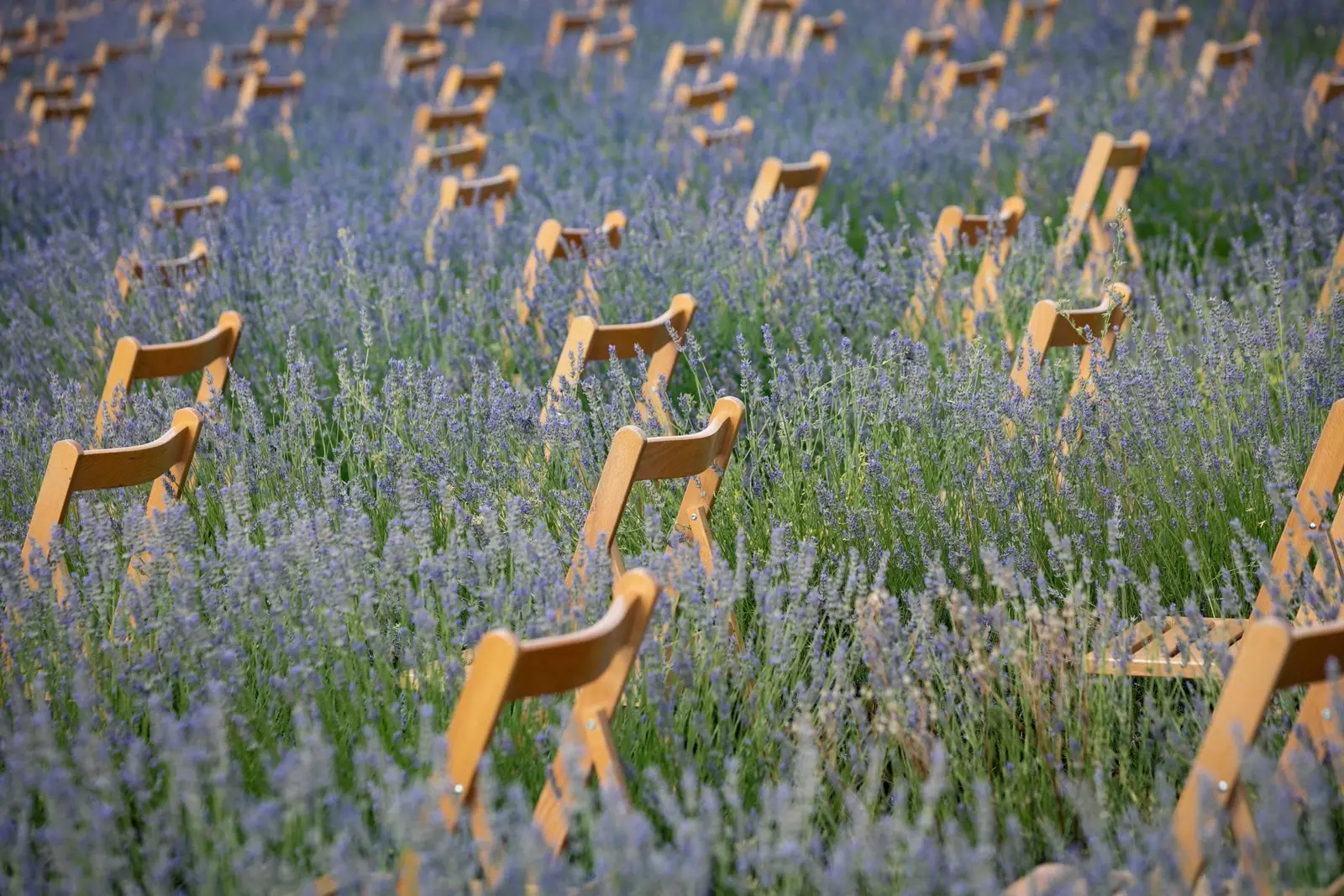 Ladang lavender Brihuega.