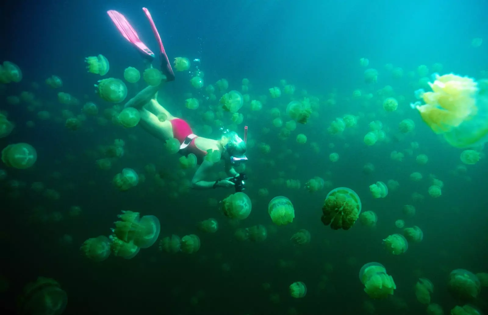 Jezero meduz Ongeim'l Tketau.