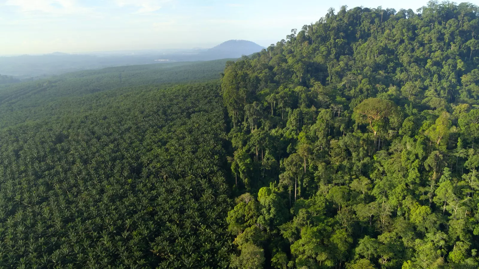 Borneodagi o'rmon hududi yonidagi palma plantatsiyasi