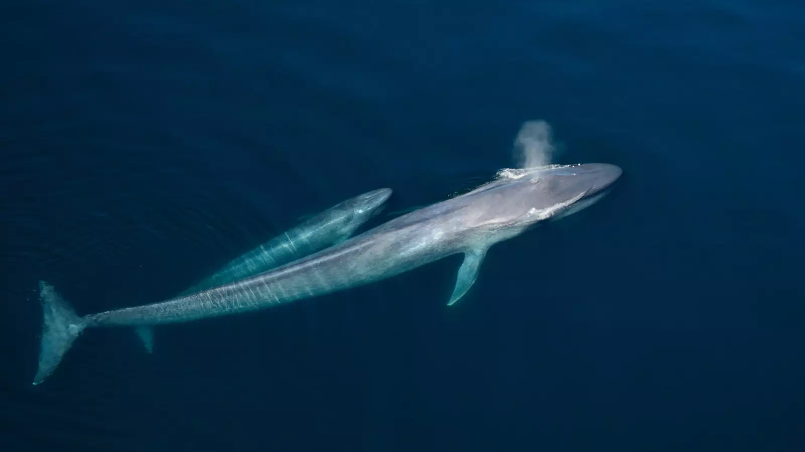 Een blauwe vinvis en haar kalf.