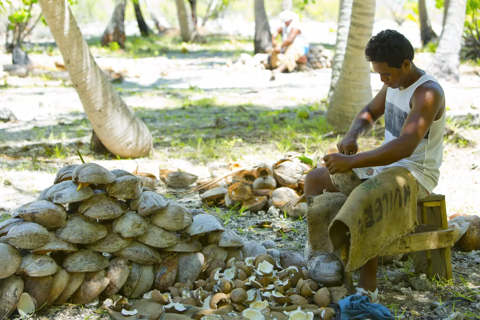 Coconut Tuamotu