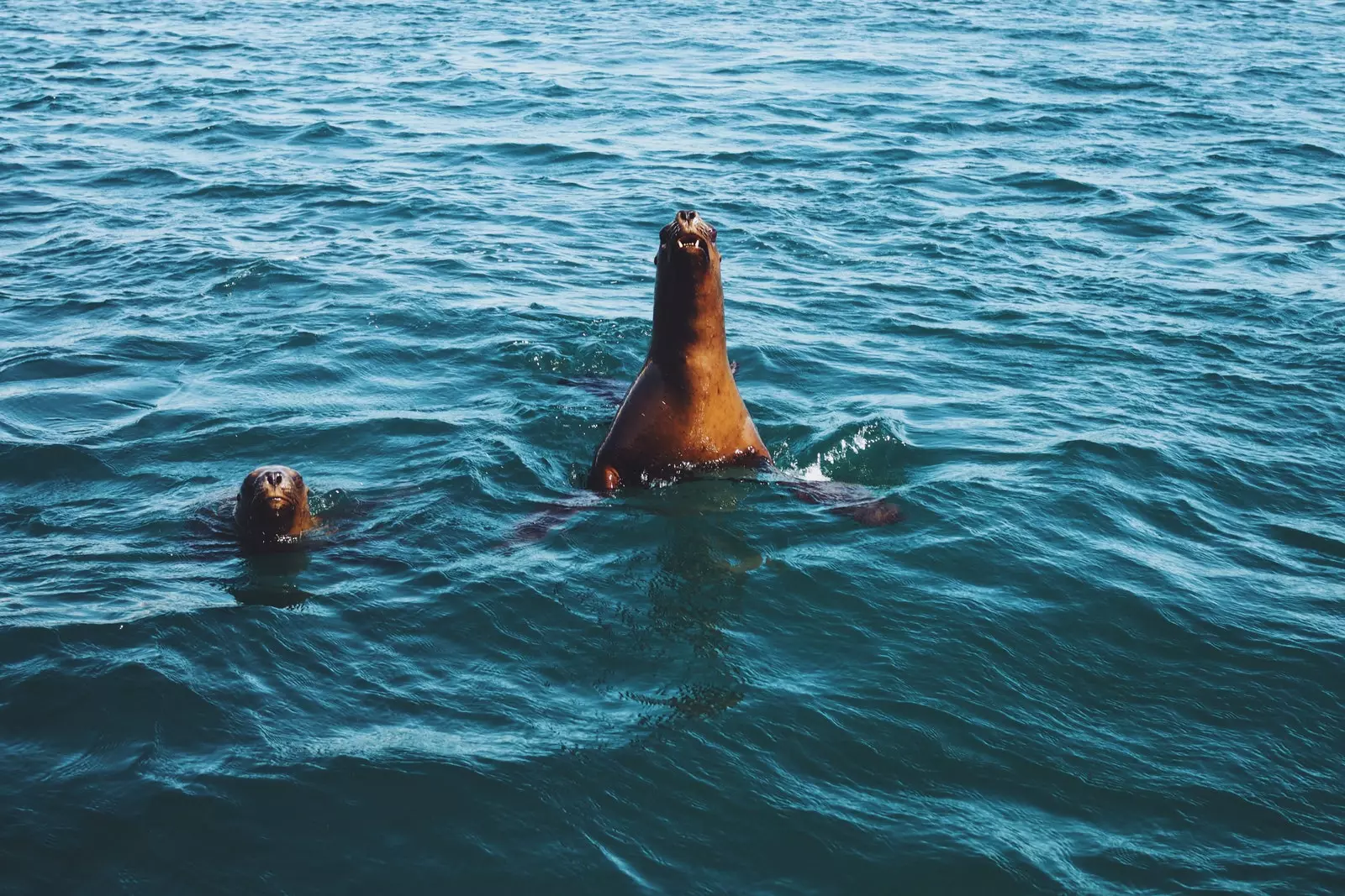 Leii de mare în Bahía Bustamante.