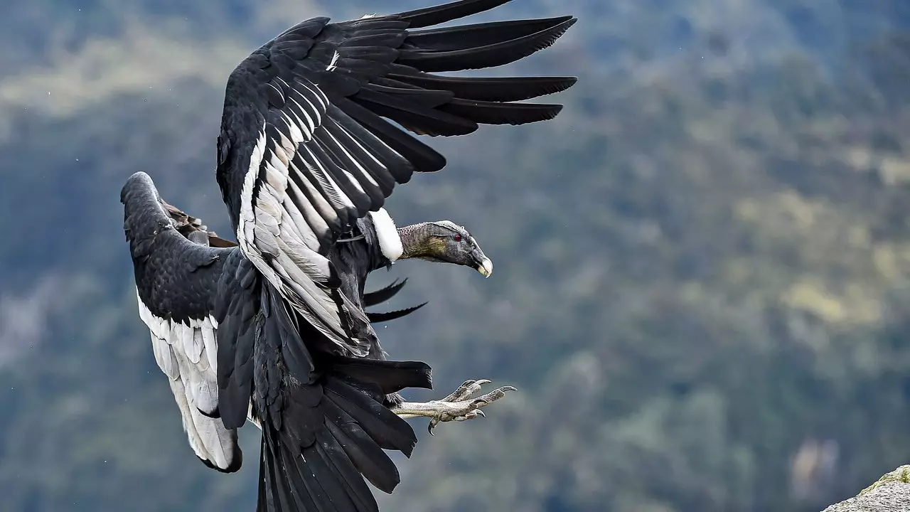 Op der Sich nom Andean Condor