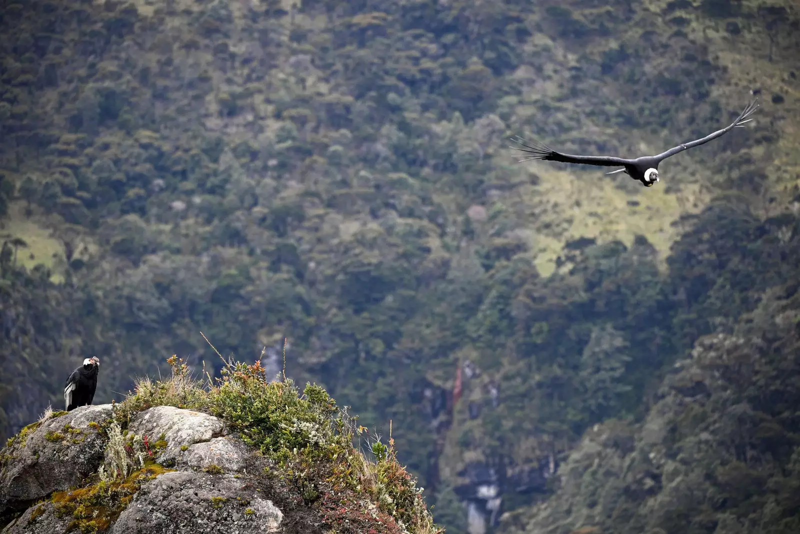 Kondorer som flyr over Purac National Natural Park i Colombia