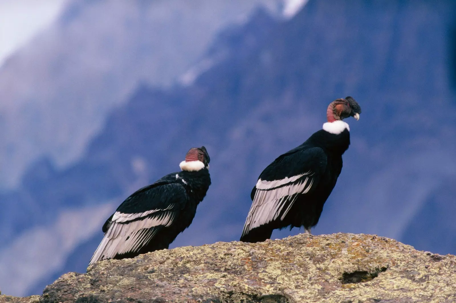 Dhá choiscín Andean suite ar charraig