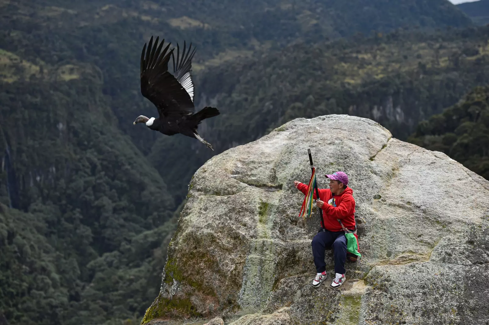 Condor nel Parco Naturale Nazionale di Purac Colombia