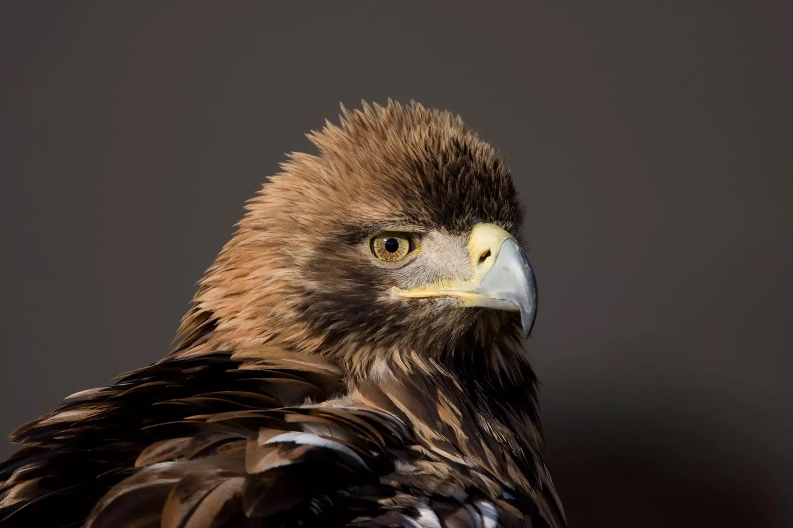 Imperial Iberian Eagle Aquila Foundation