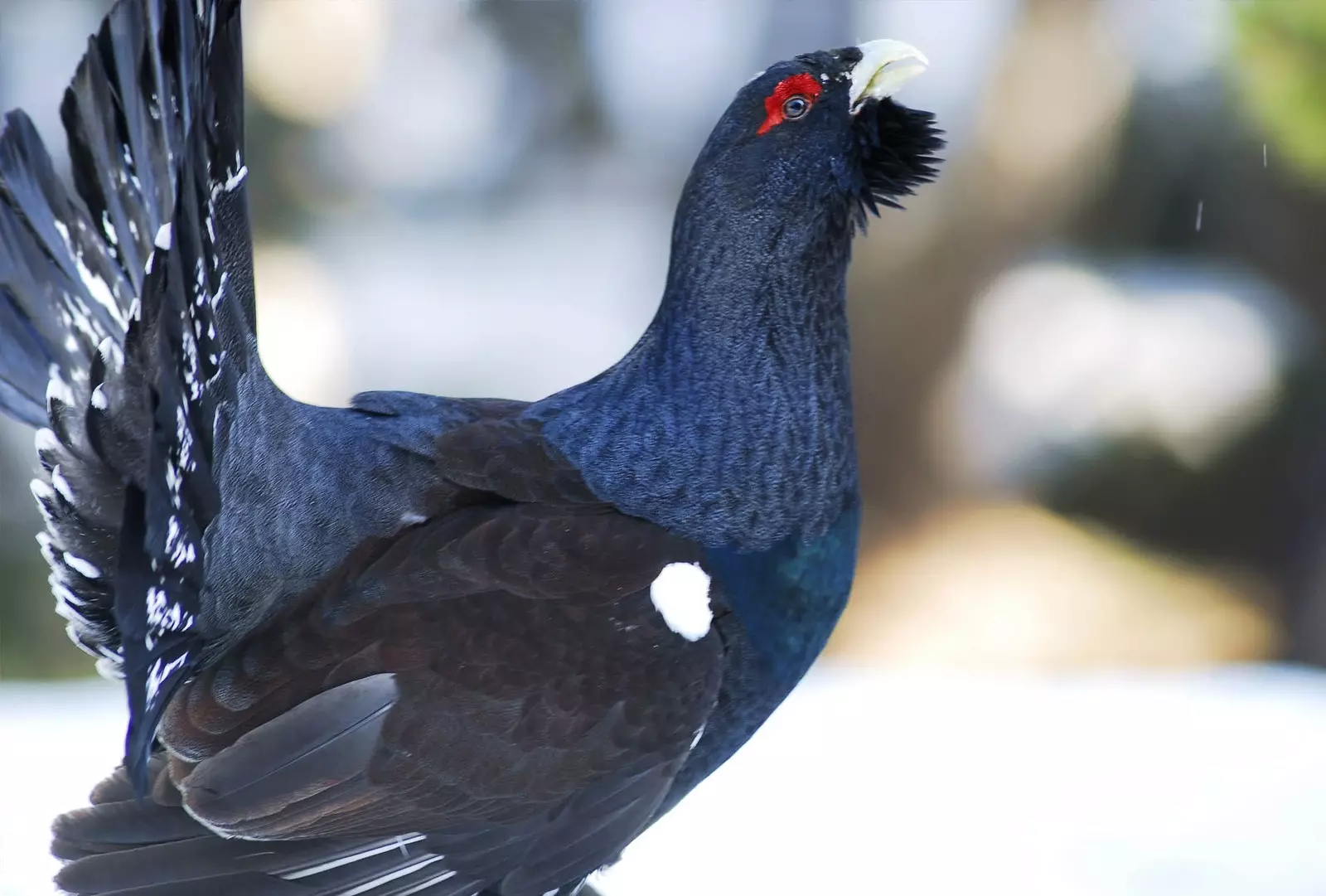 burung ordesa dan monteperdido