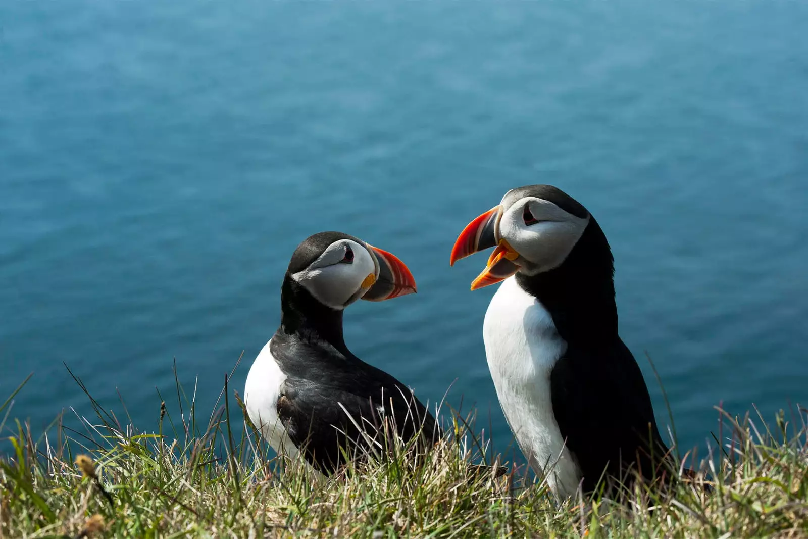 puffins iceland