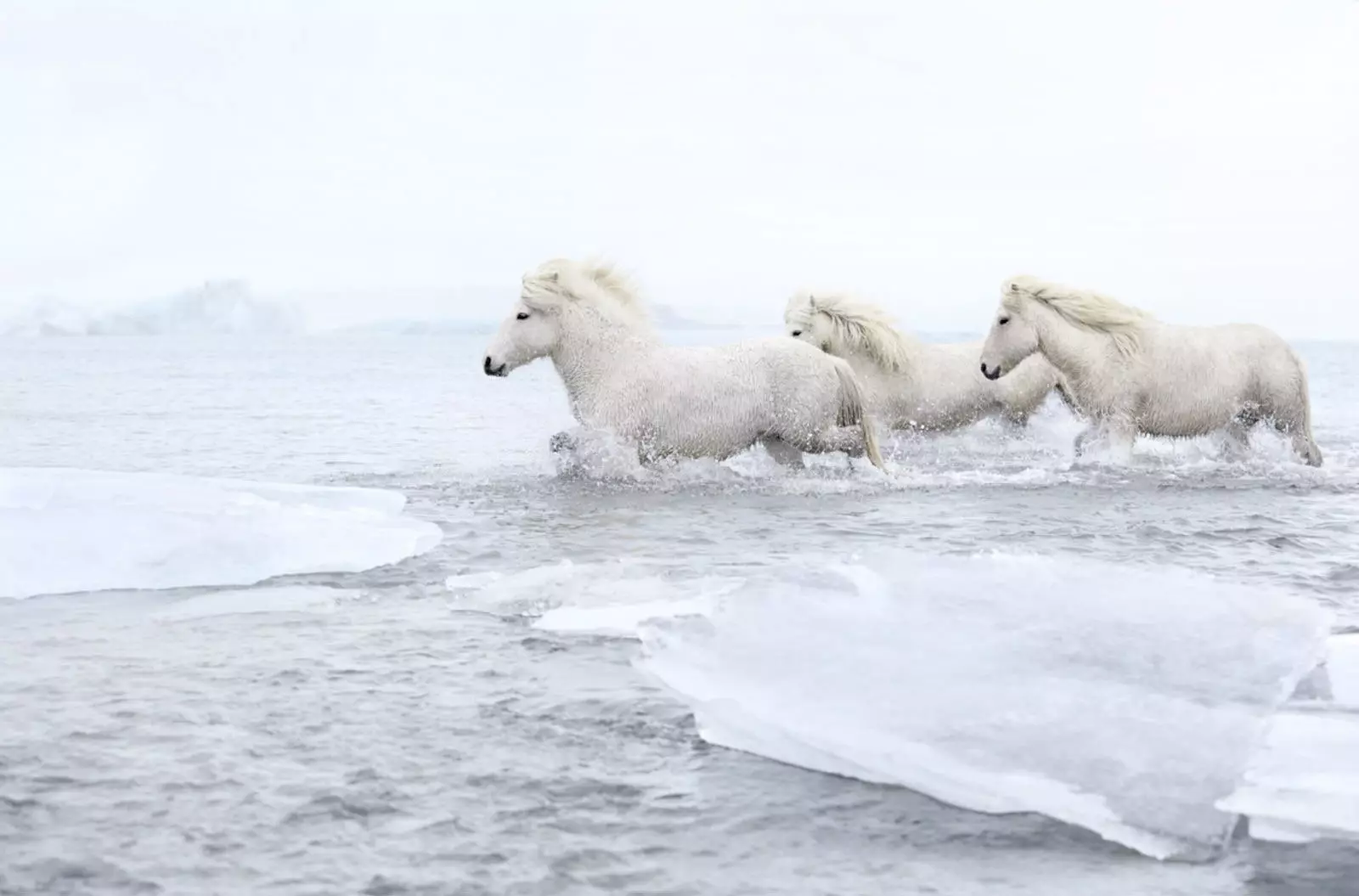 Giống ngựa thuần chủng nhất ở Iceland.