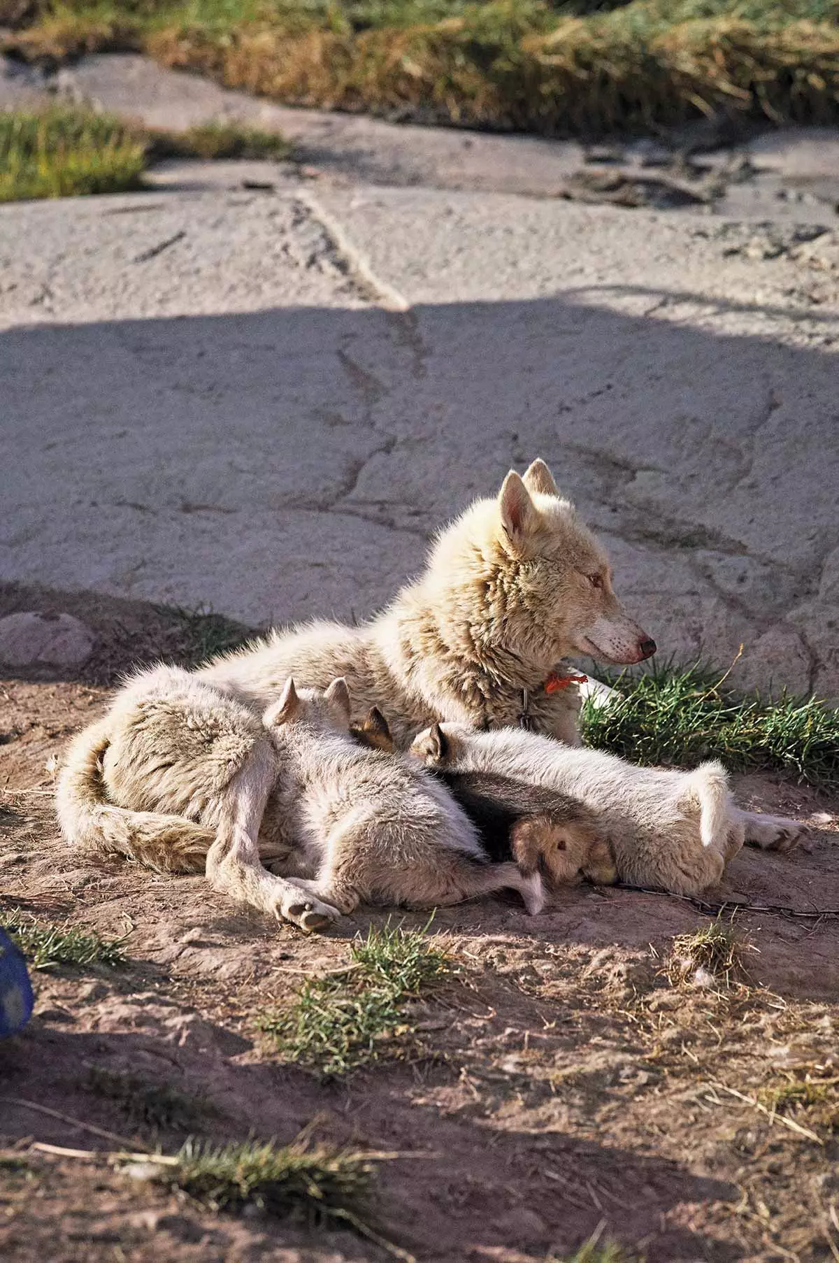 Greenland ခွေးသည် Siberian husky နှင့်ဆင်တူပြီး ကျွန်းရှိ ဌာနေမျိုးစိတ်ဖြစ်သည်။