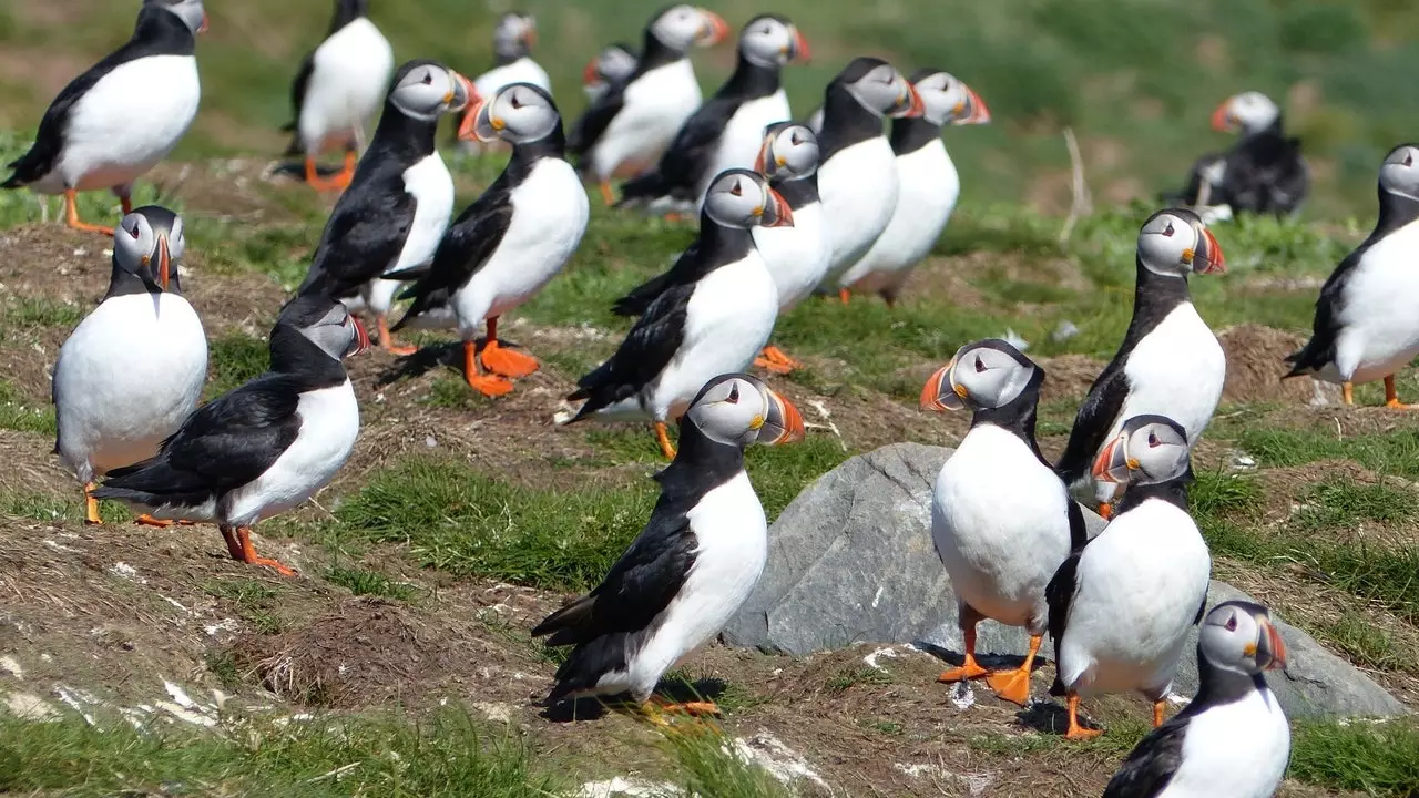 Good news: Puffins on the Farne Islands come back to breed