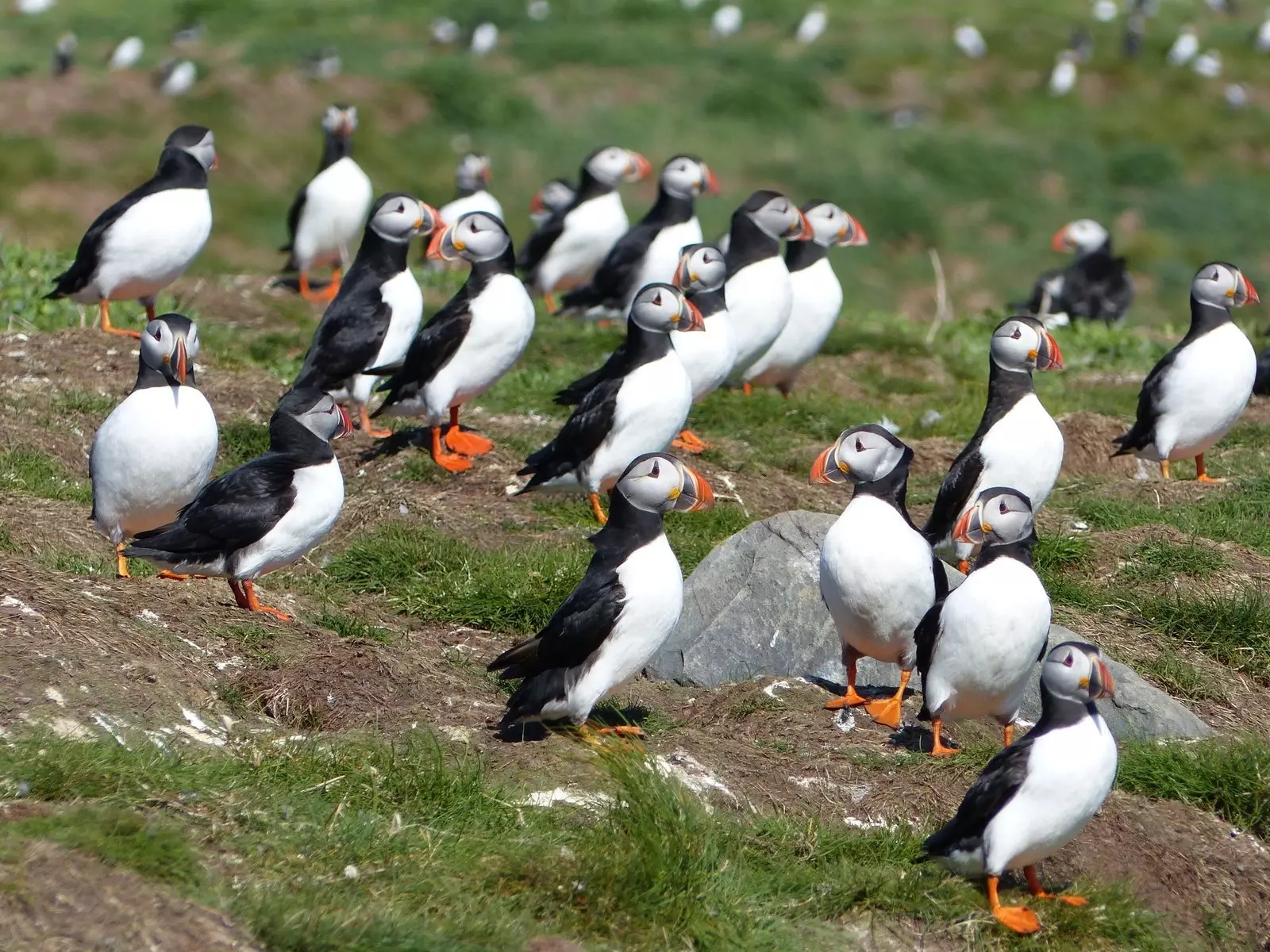 Prvi puffini prispejo na Farne Islands.