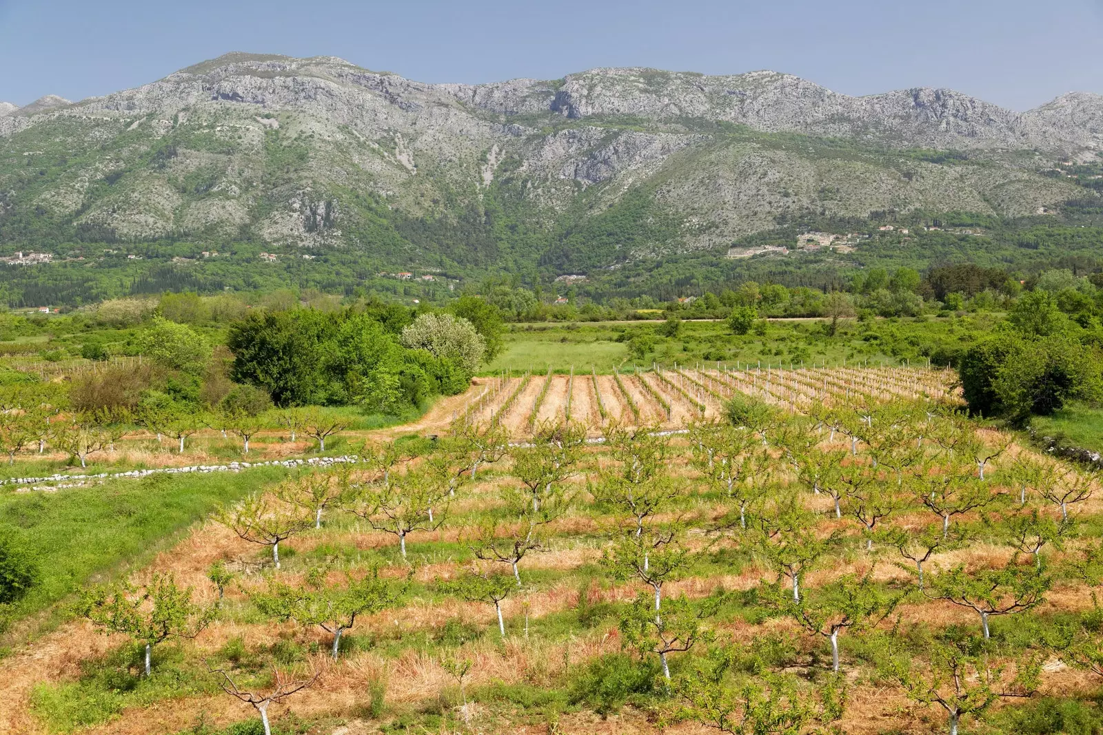 A les vinyes de Konavle.