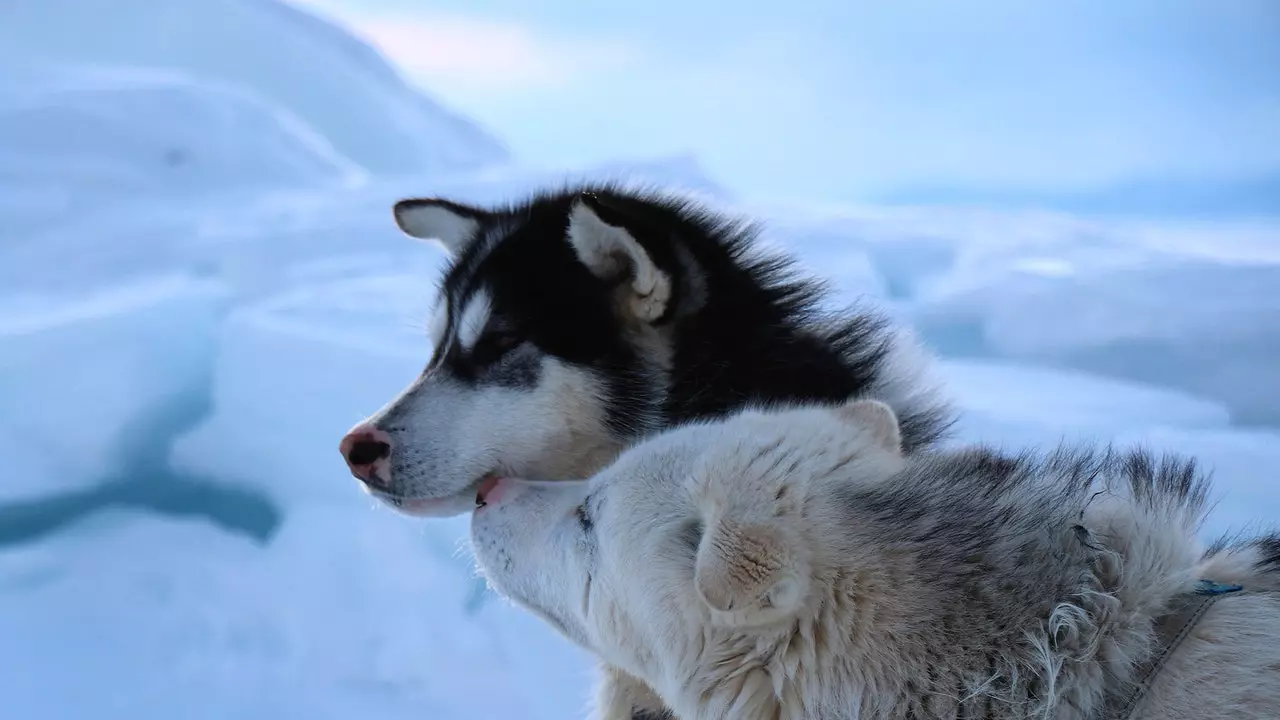 Hii imekuwa tukio la kuvuka Greenland kwenye sled ya mbwa