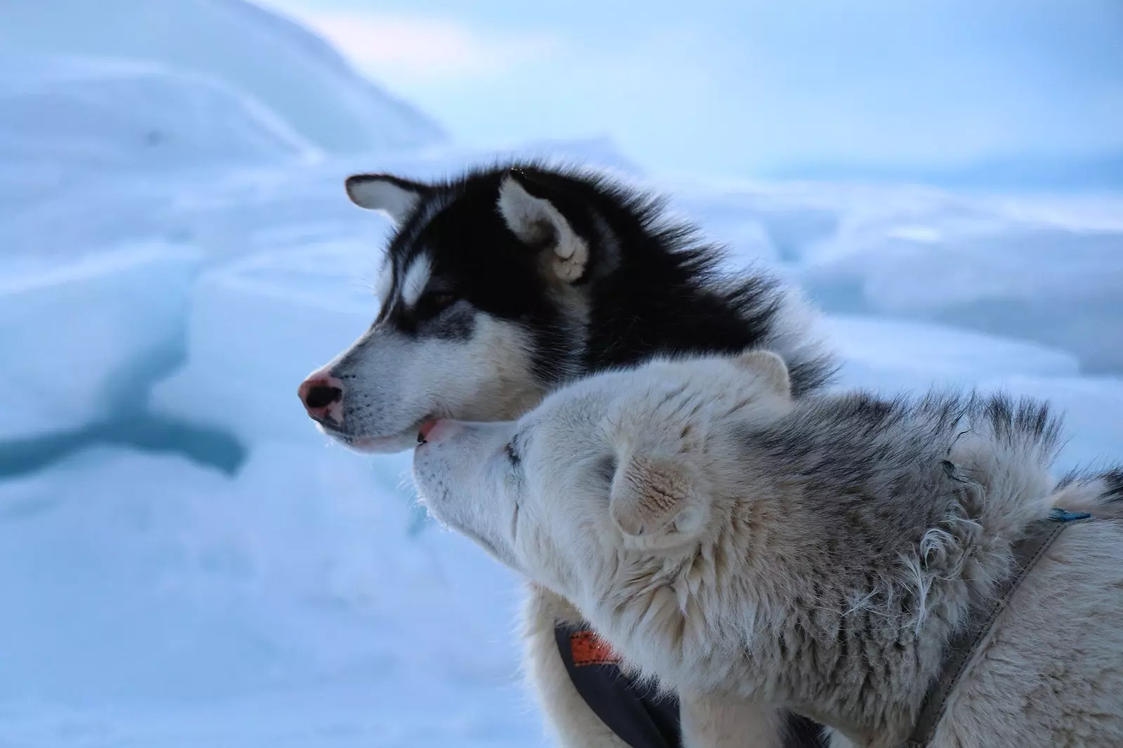 This has been the adventure of crossing Greenland on a dog sled