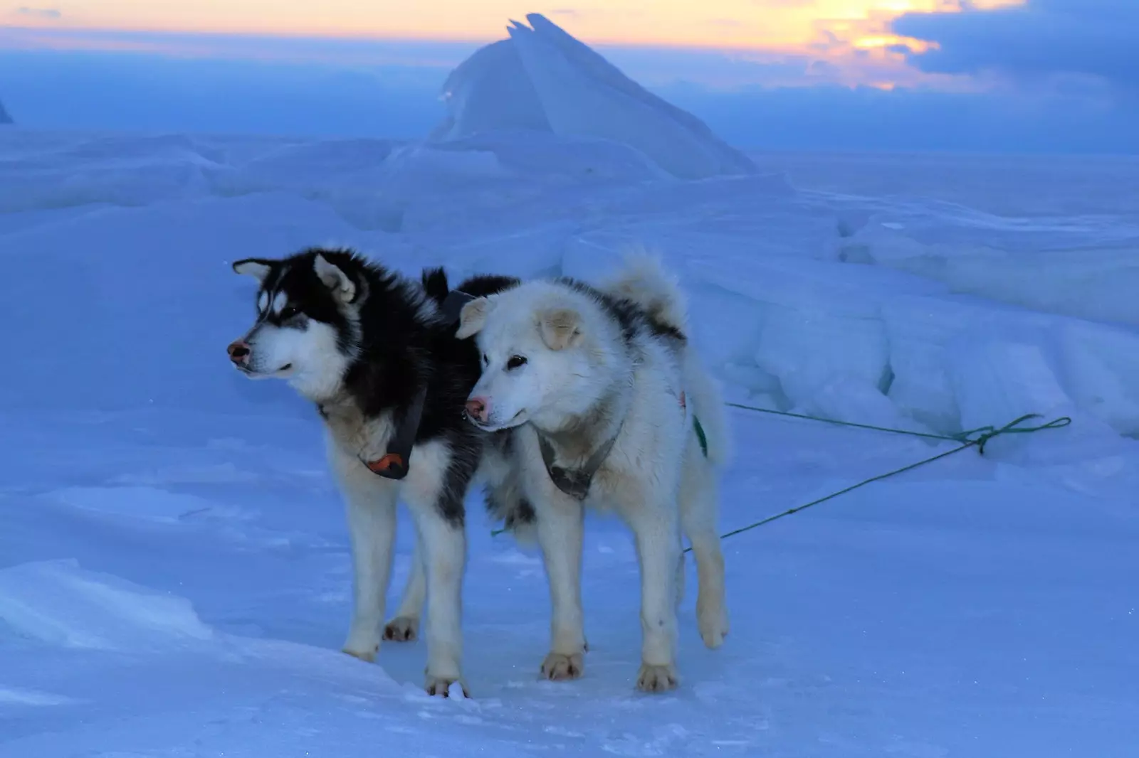 An eachtra trasnú Ghraonlainn i sled madra