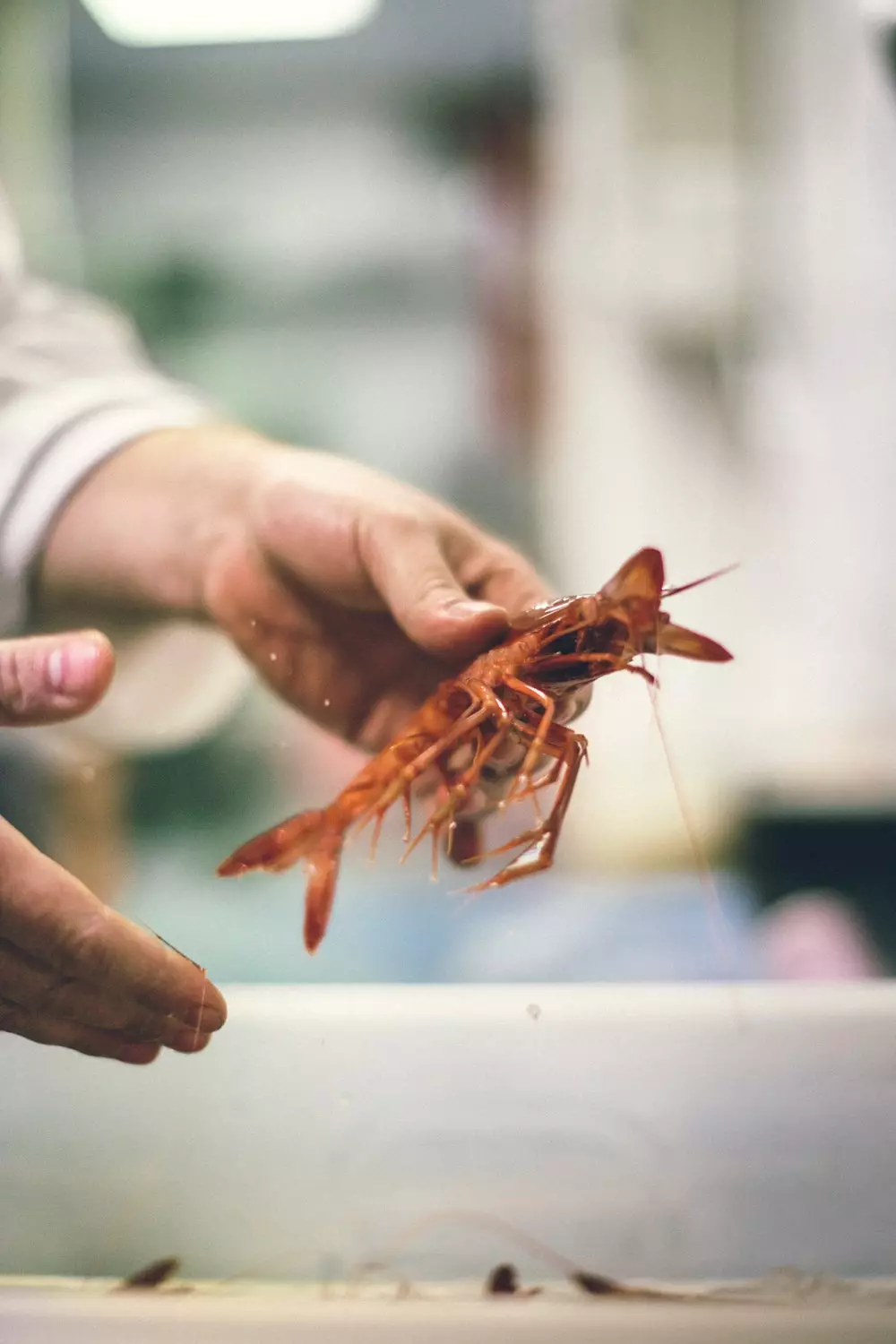 Udang merah dari Dénia