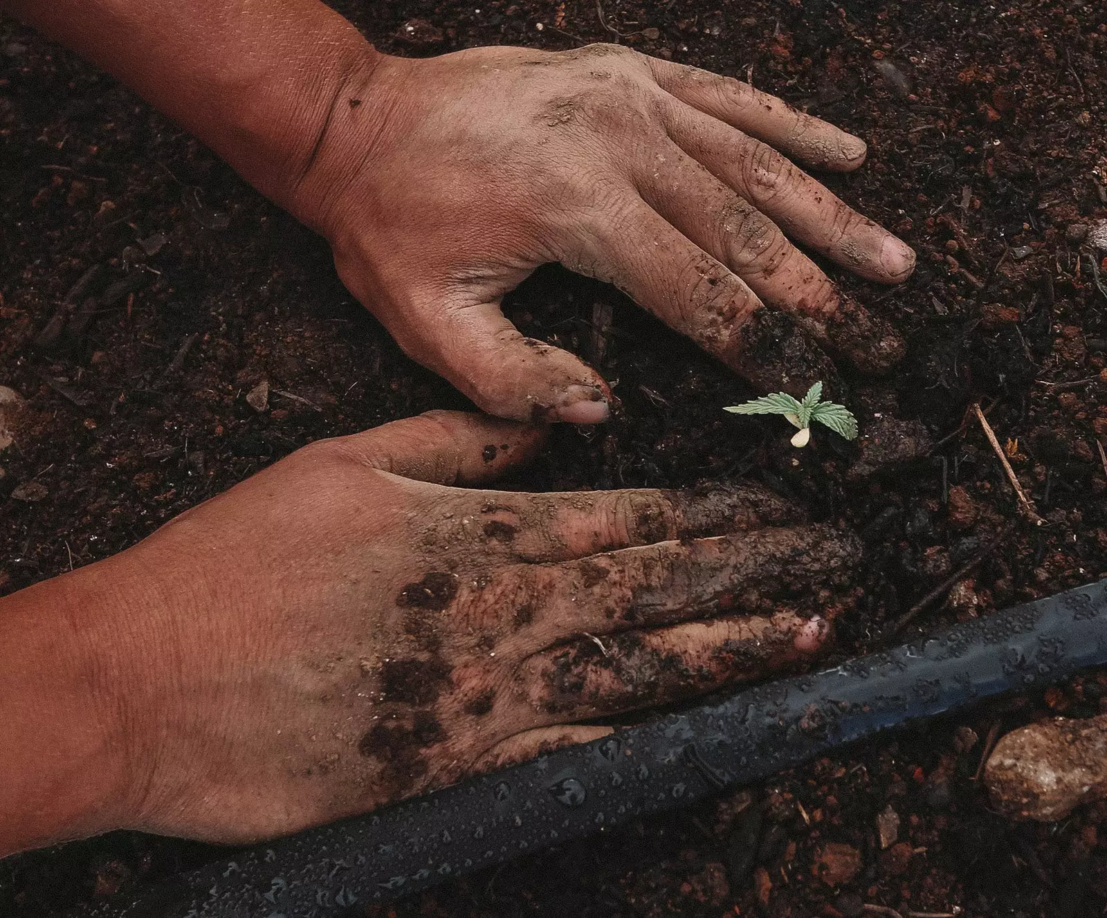 Farmer