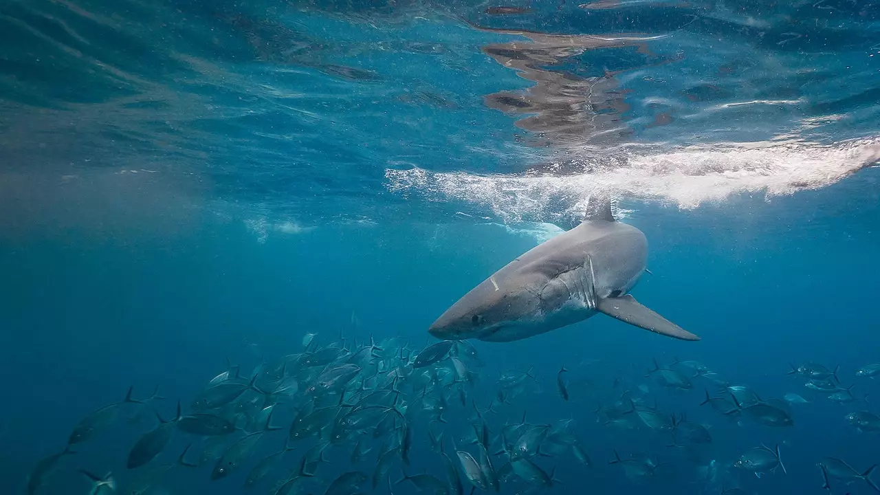 Le Bite Club exclusif - uniquement adapté aux survivants d'attaques de requins