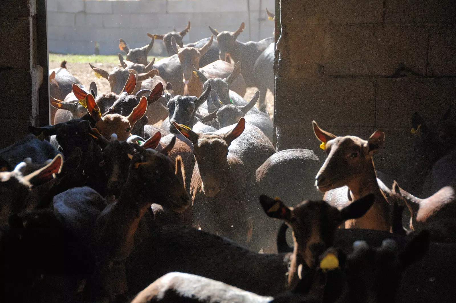 The goats of the Hoya de la Iglesia cheese factory