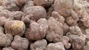 pergi untuk truffle