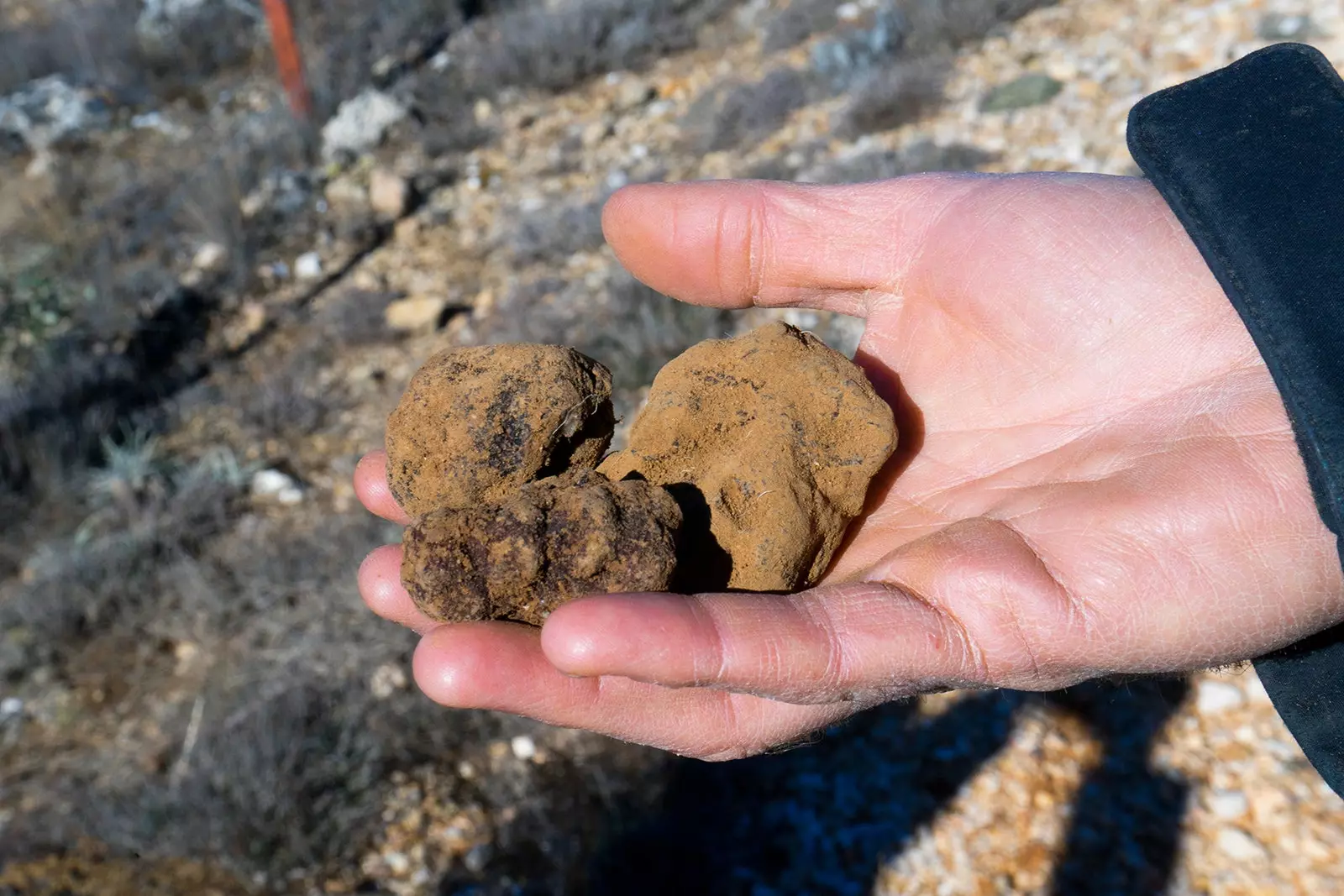 Tartufi di Soria e vermouth un assaggio