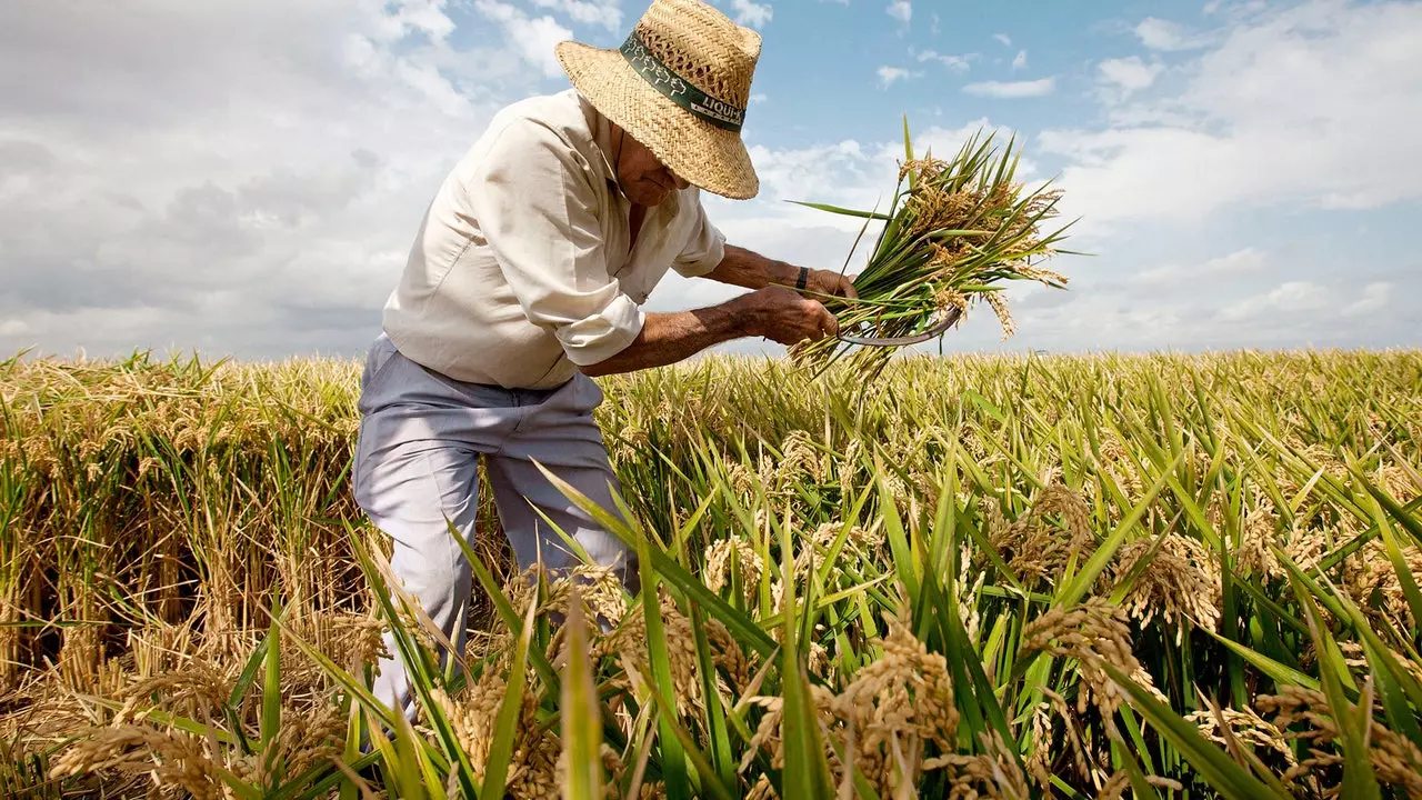 Albufera de Valencia, park naturali li jfakkar f'ħajja oħra